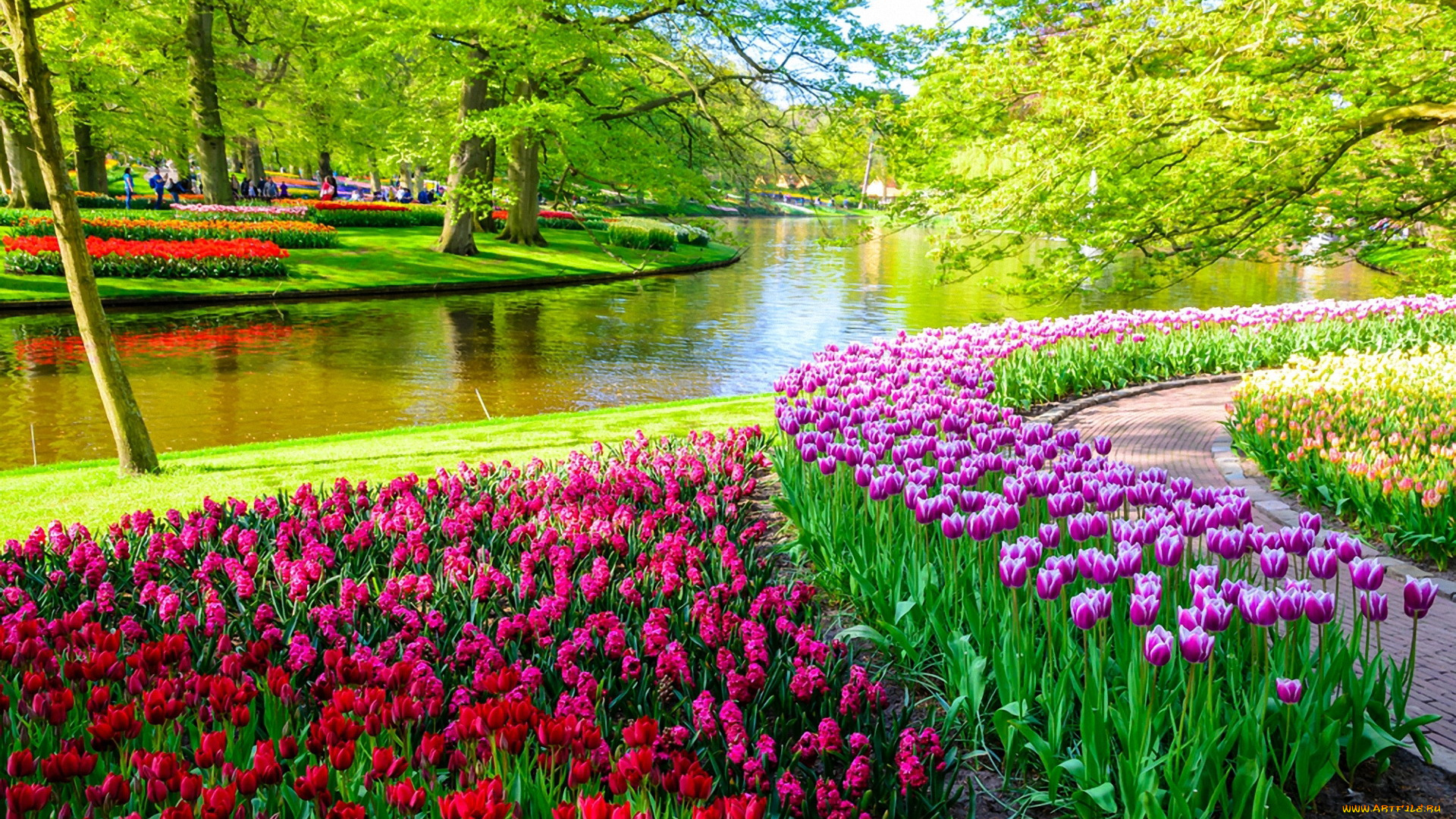keukenhof, flower, park, netherlands, природа, парк, keukenhof, flower, park