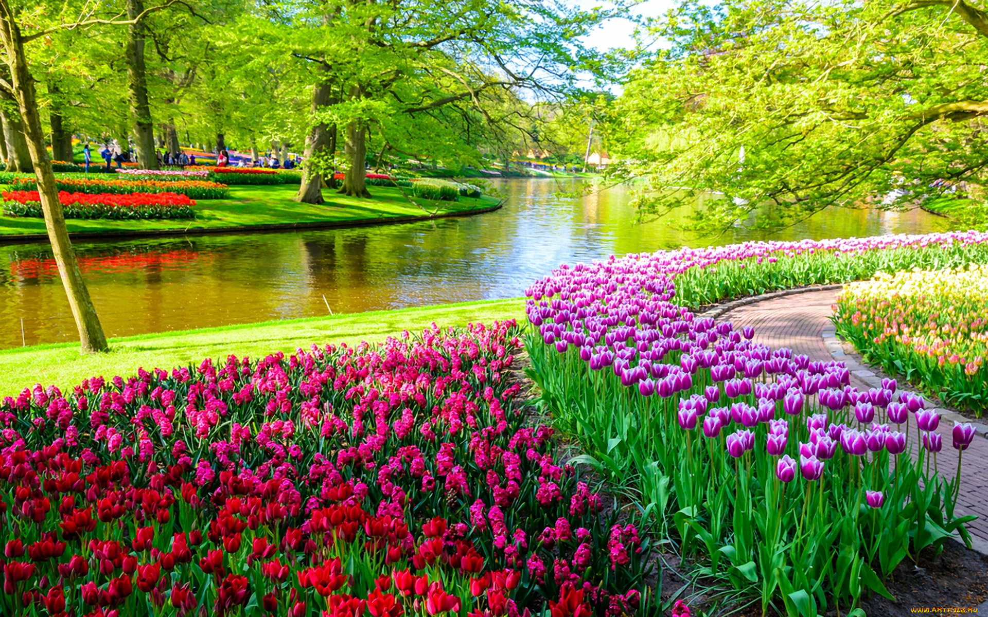 keukenhof, flower, park, netherlands, природа, парк, keukenhof, flower, park