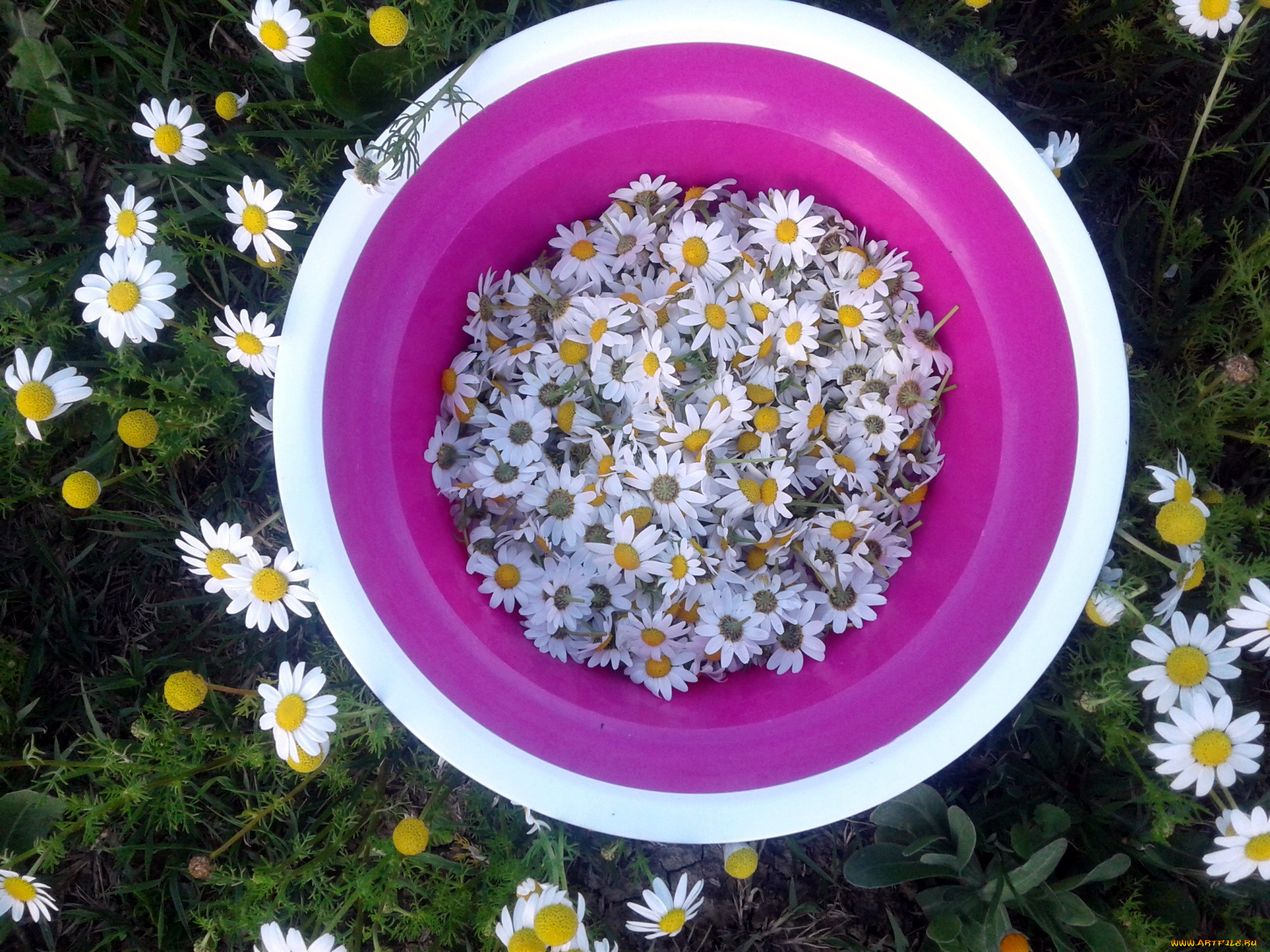 цветы, ромашки, миска, много