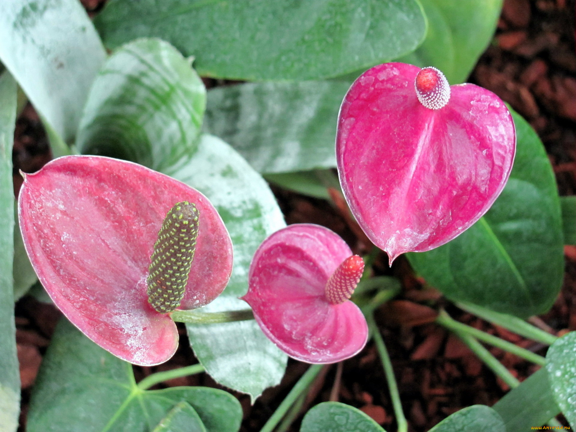 цветы, спатифиллум, розовый