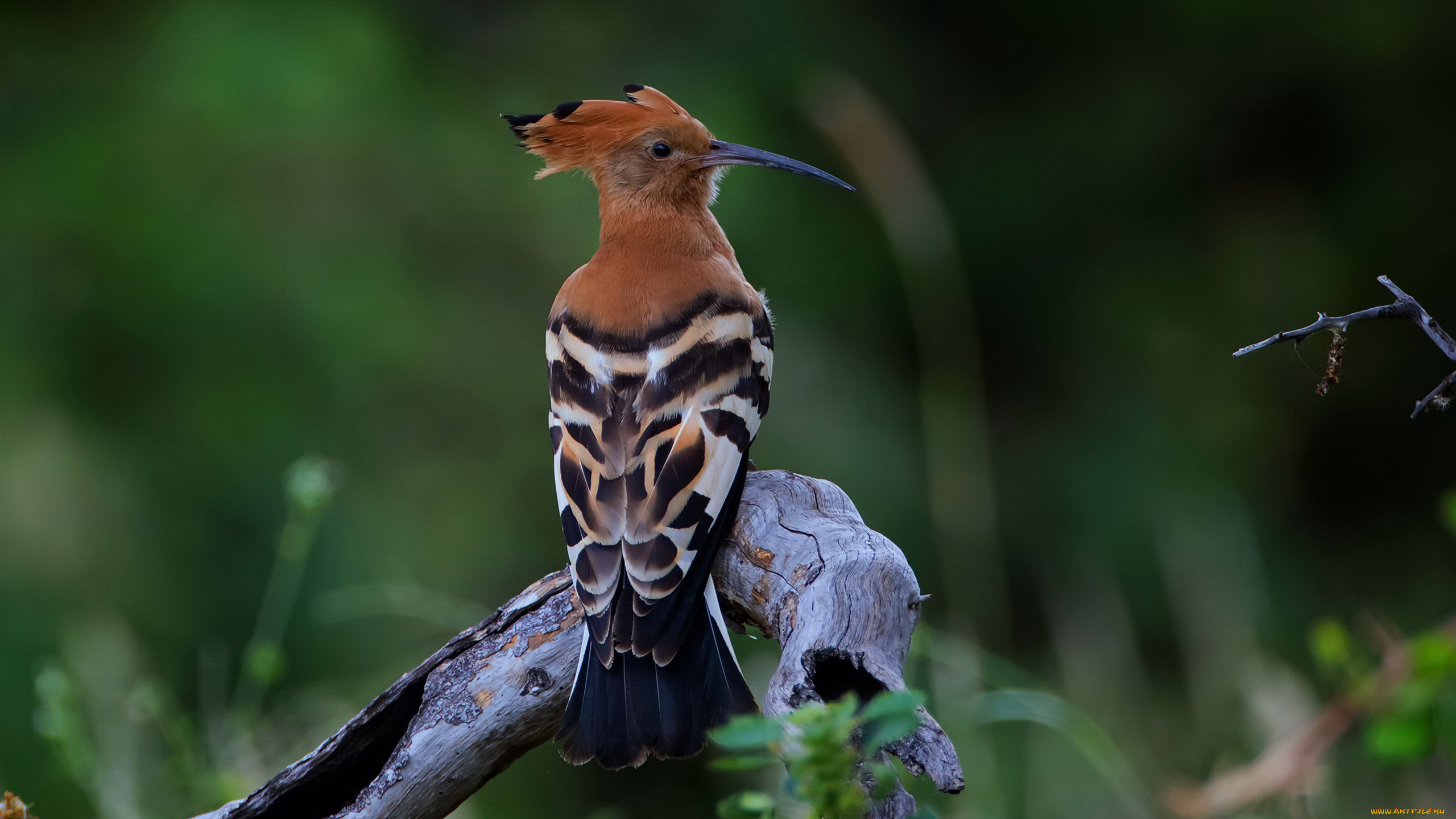 животные, удоды, коричневый, черная, птица, удод, стоит, на, ветке, дерево