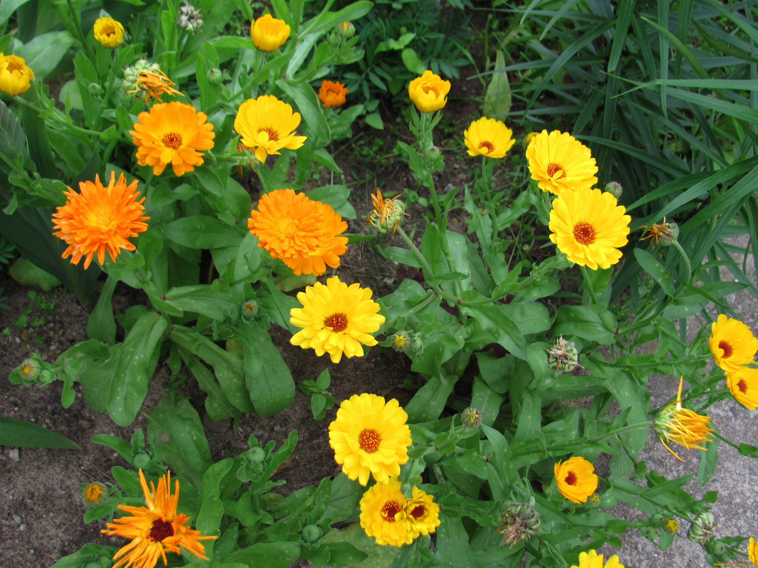 цветы, календула, ноготки