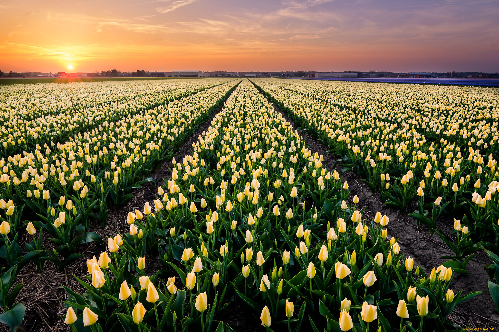 цветы, тюльпаны, поле, небо, солнце, рассвет, весна, желтые, бутоны, много, ряды, плантация