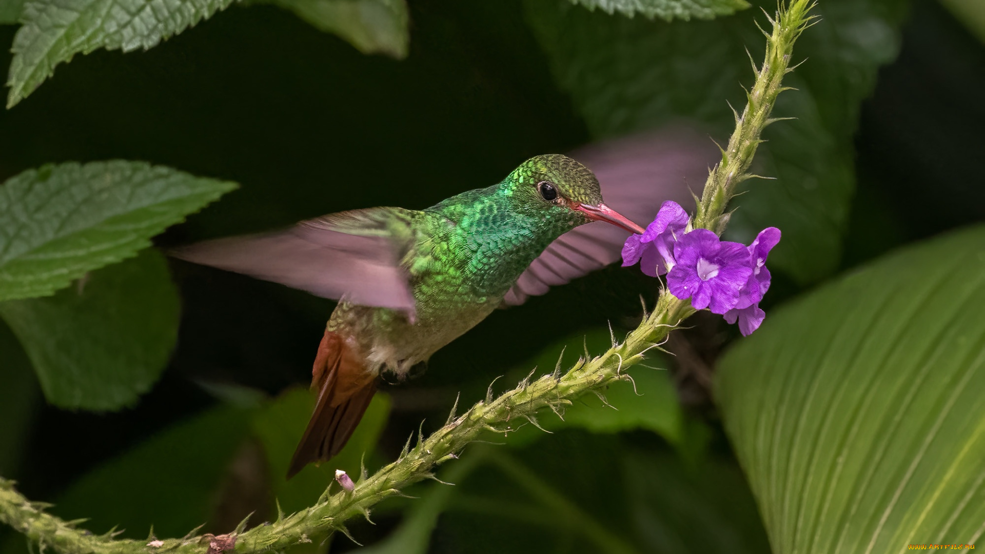 животные, колибри, цветок, листья, полет, сиреневый, птица, трапеза