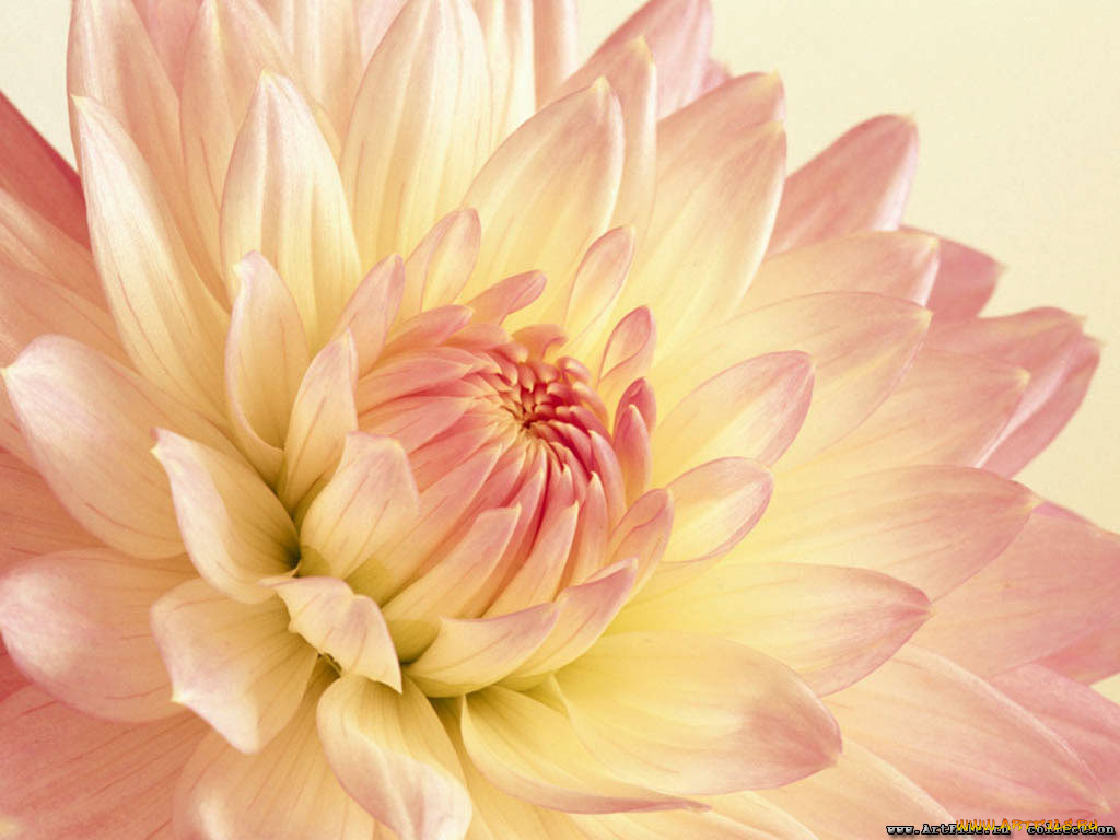 цветы, георгины