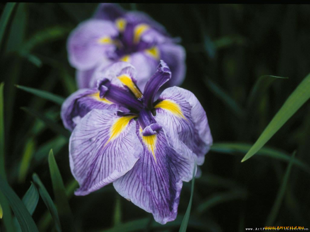 цветы, ирисы