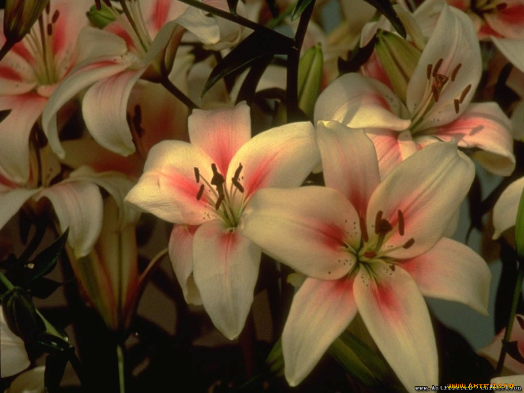цветы, лилии, лилейники