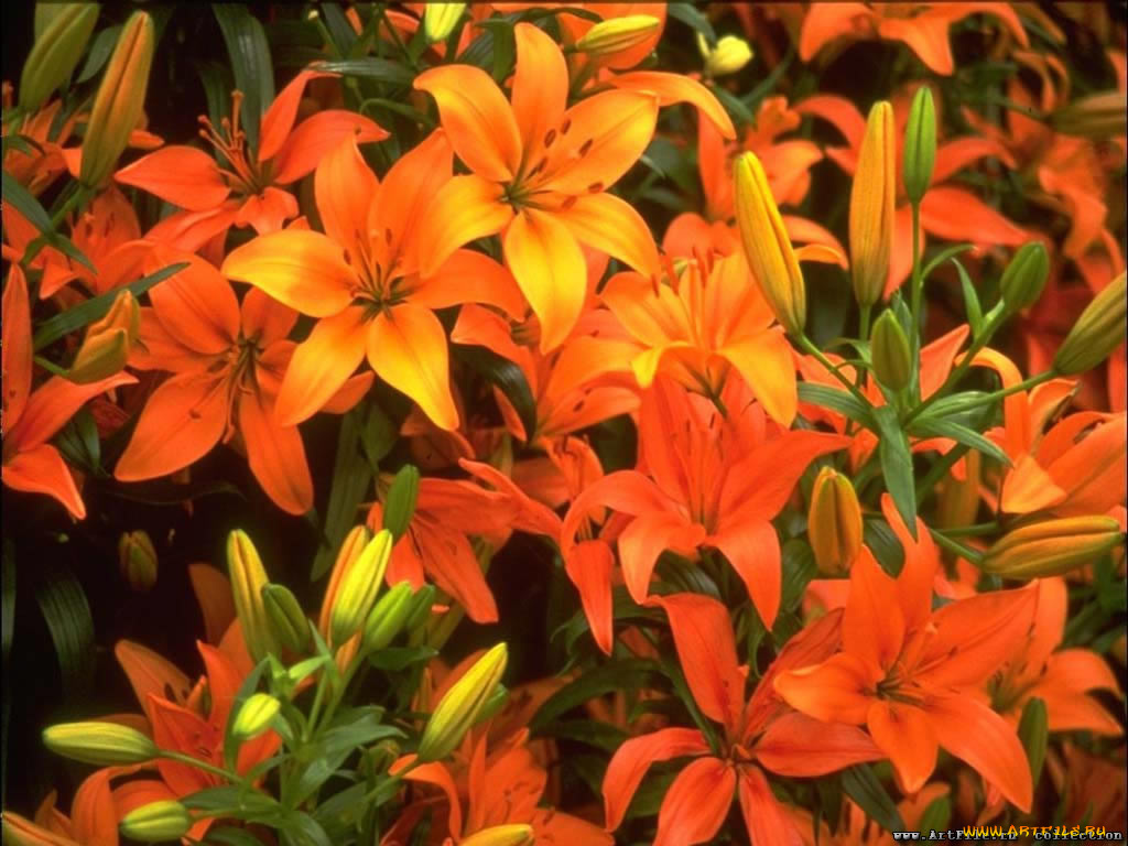 цветы, лилии, лилейники