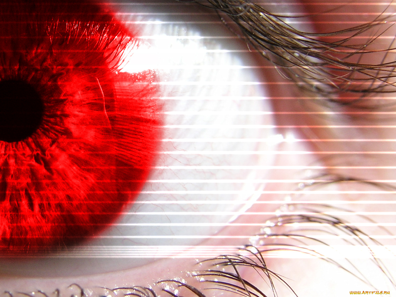 разное, глаза, глаз, зрачок, ресница, красный