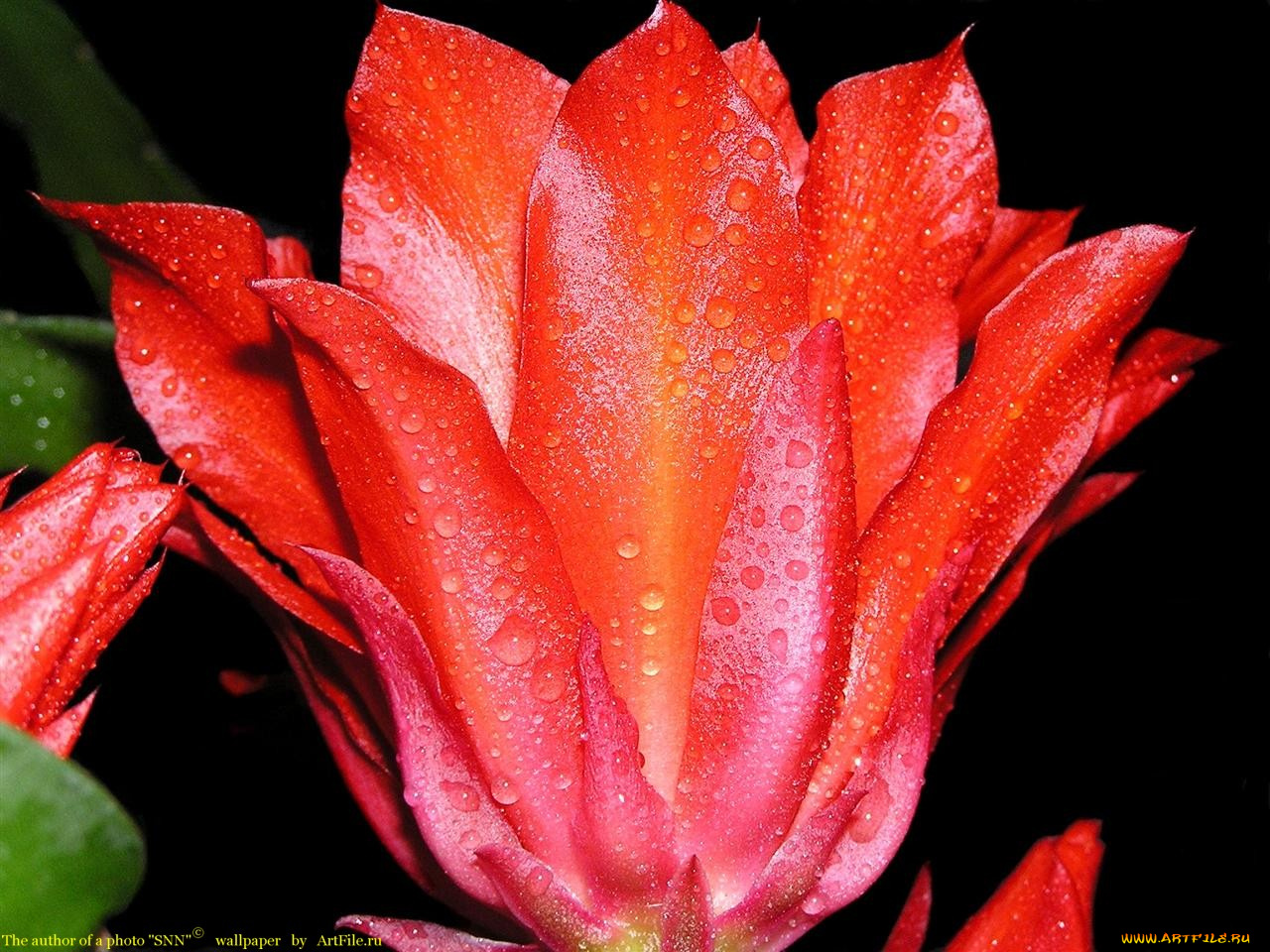 цветы, кактусы