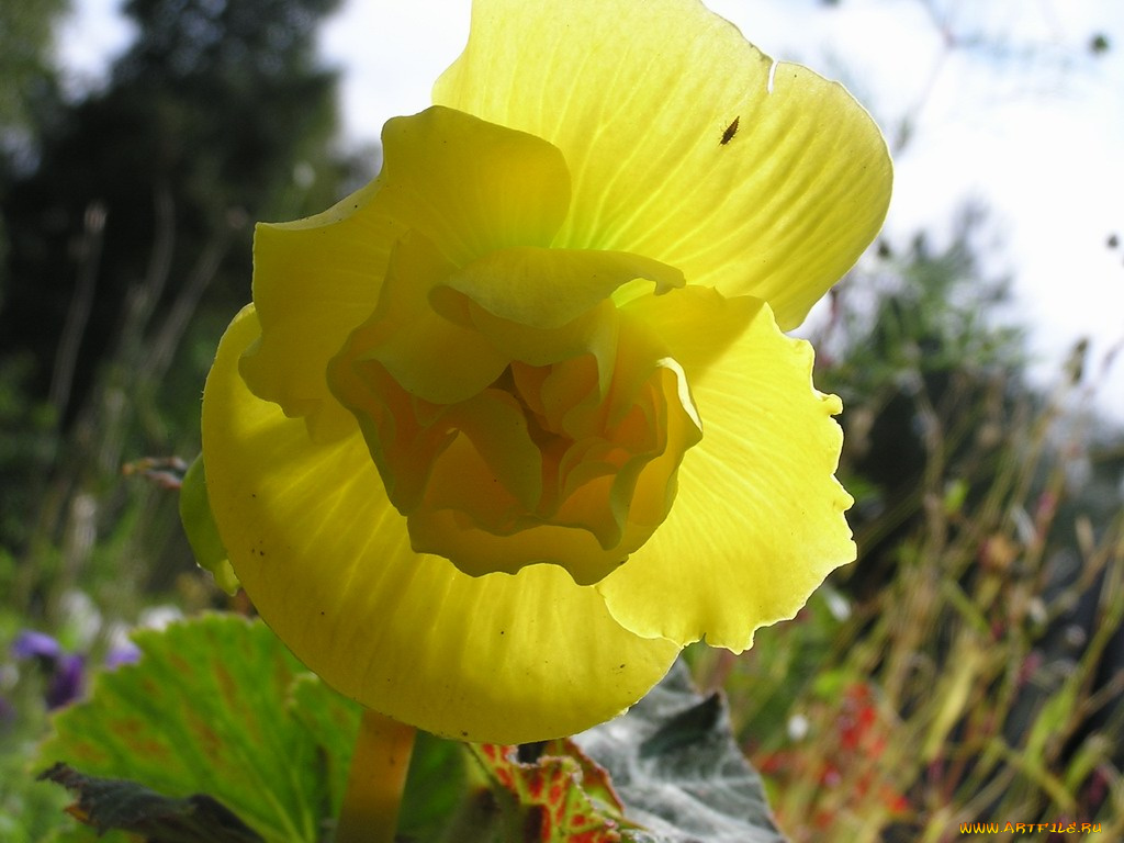 цветы, бегония