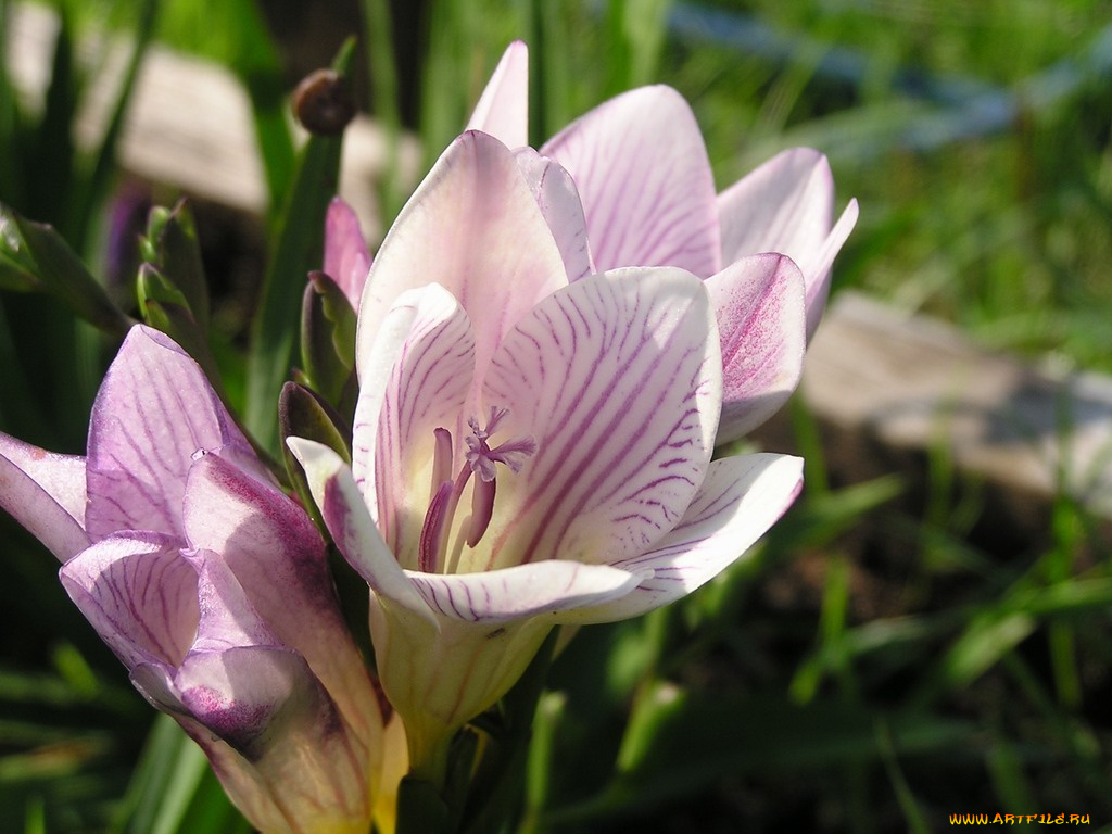 цветы, фрезия