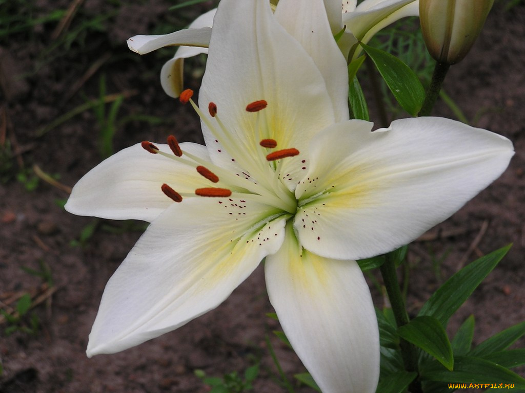 цветы, лилии, лилейники