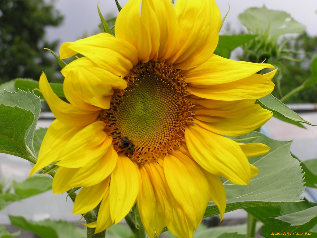 цветы, подсолнухи