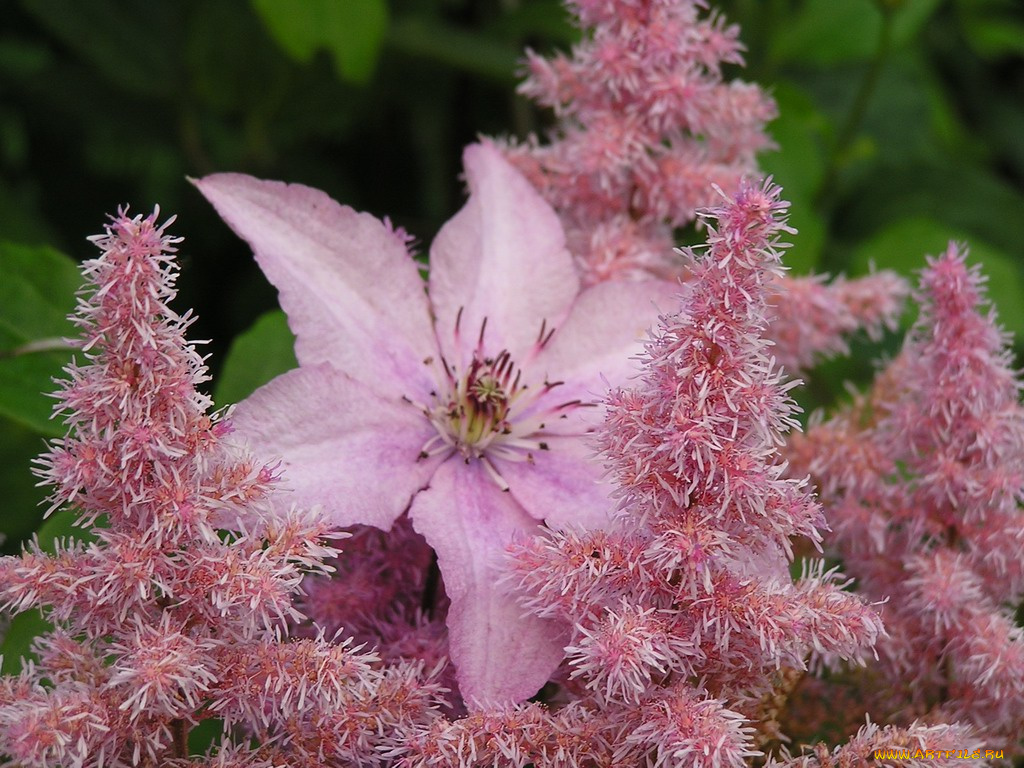 цветы, разные, вместе