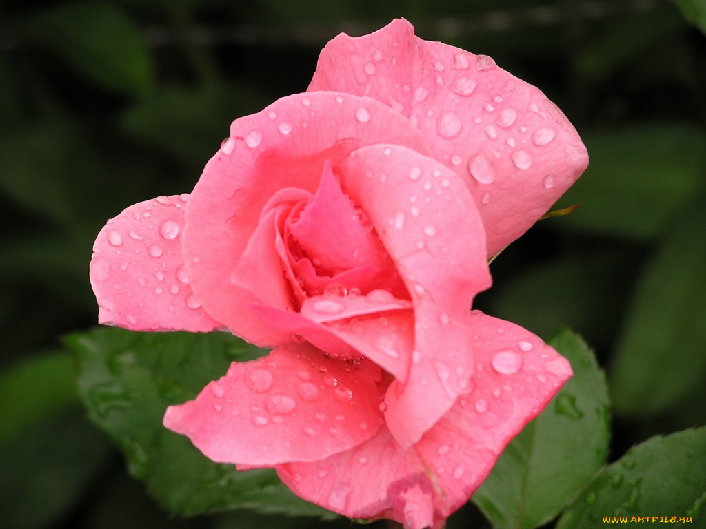 цветы, розы