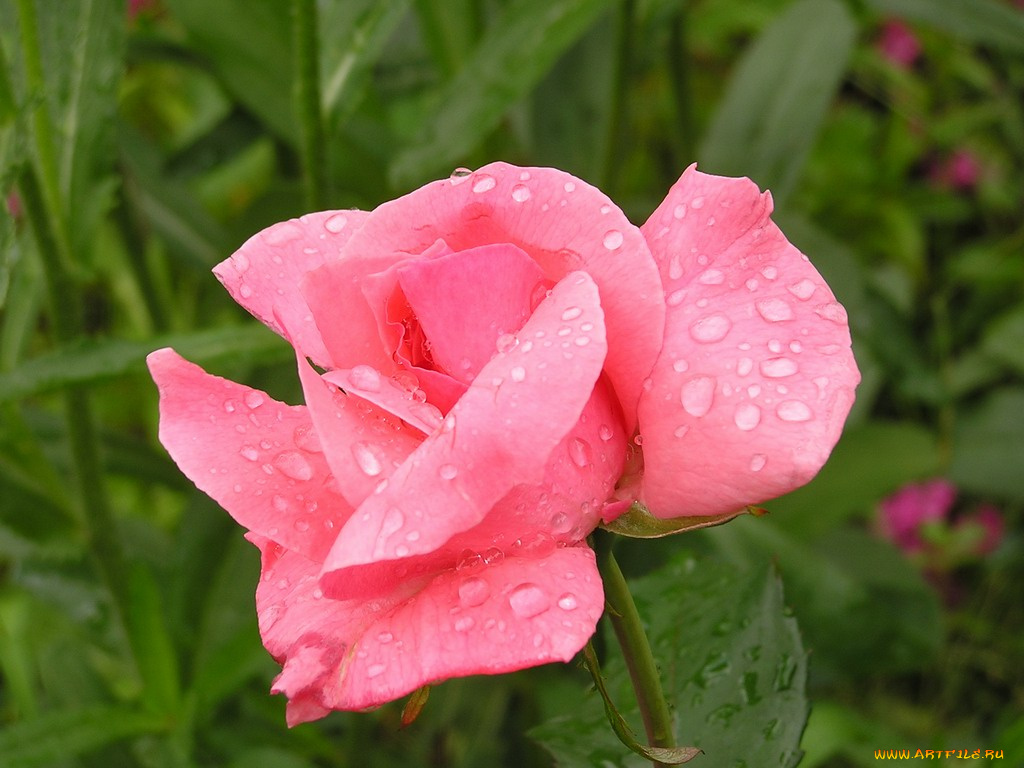 цветы, розы