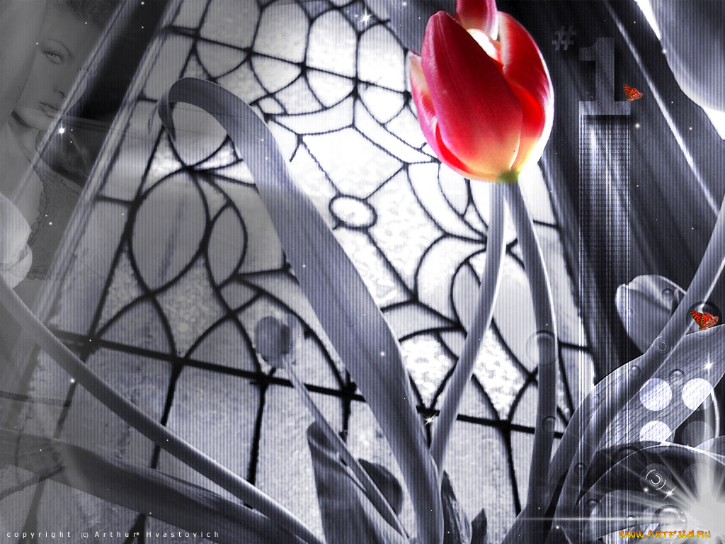 цветы, тюльпаны