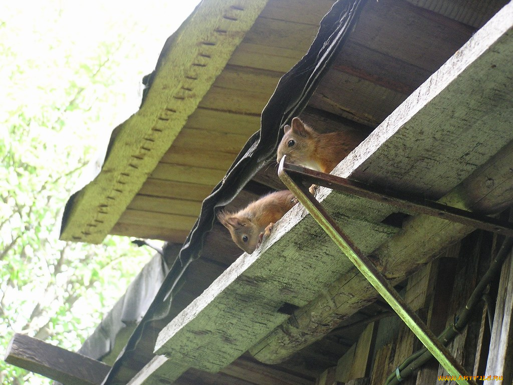 животные, белки