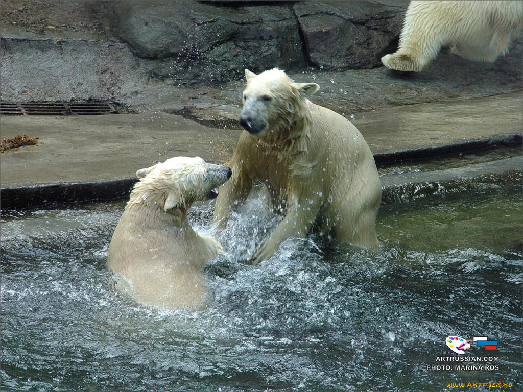 животные, медведи