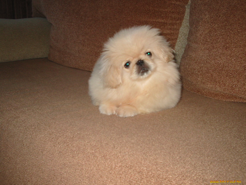 животные, собаки