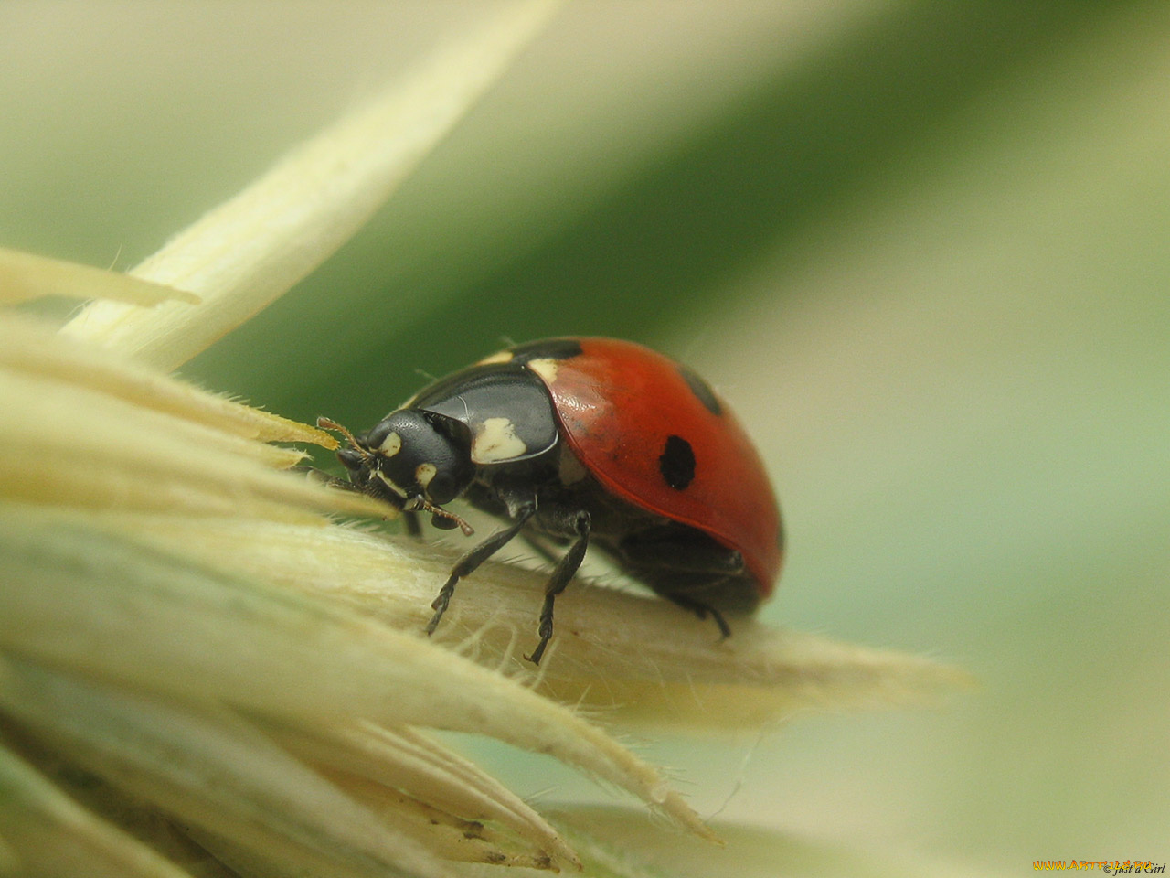животные, божьи, коровки