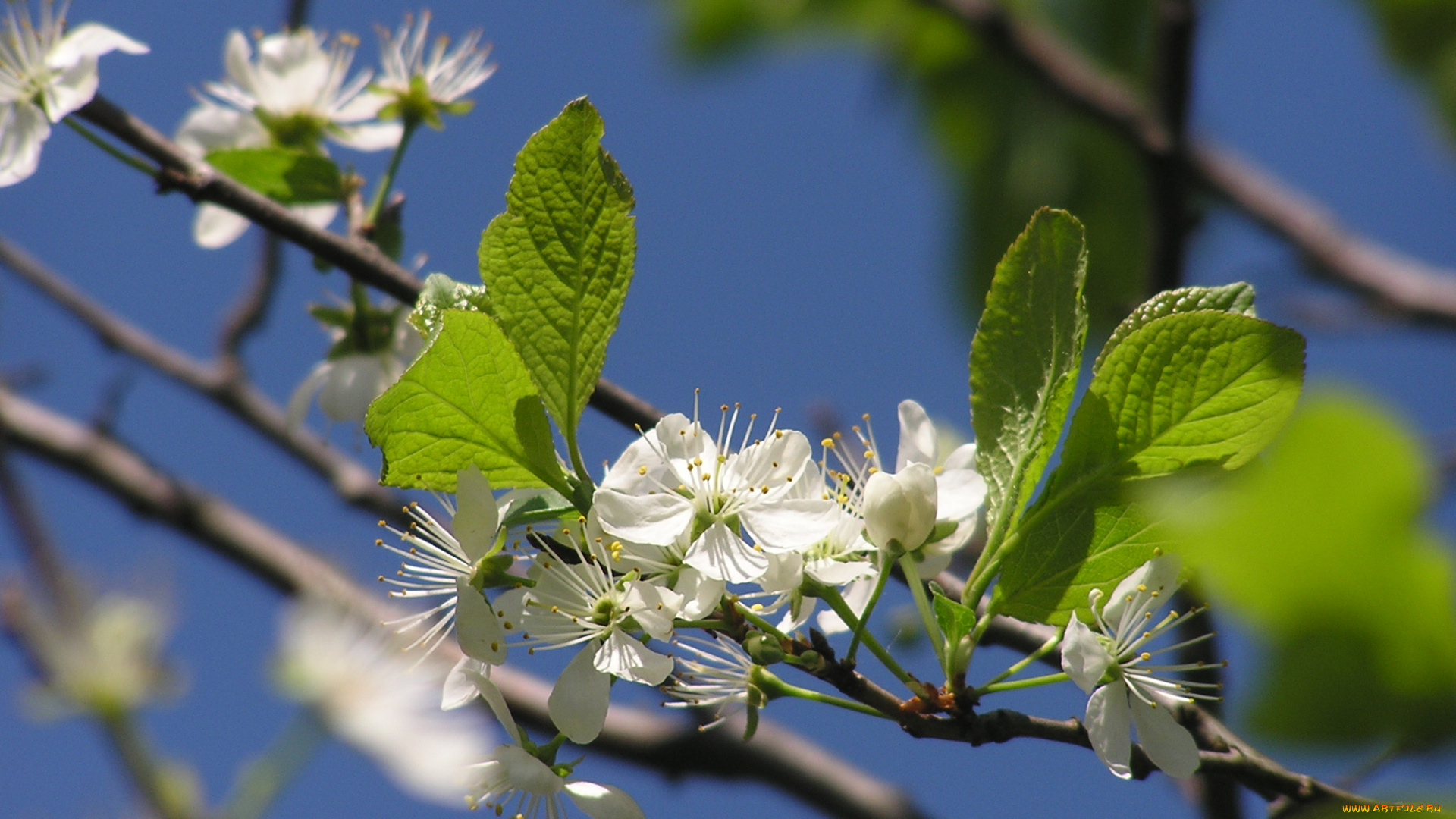 цветы, цветущие, деревья, кустарники