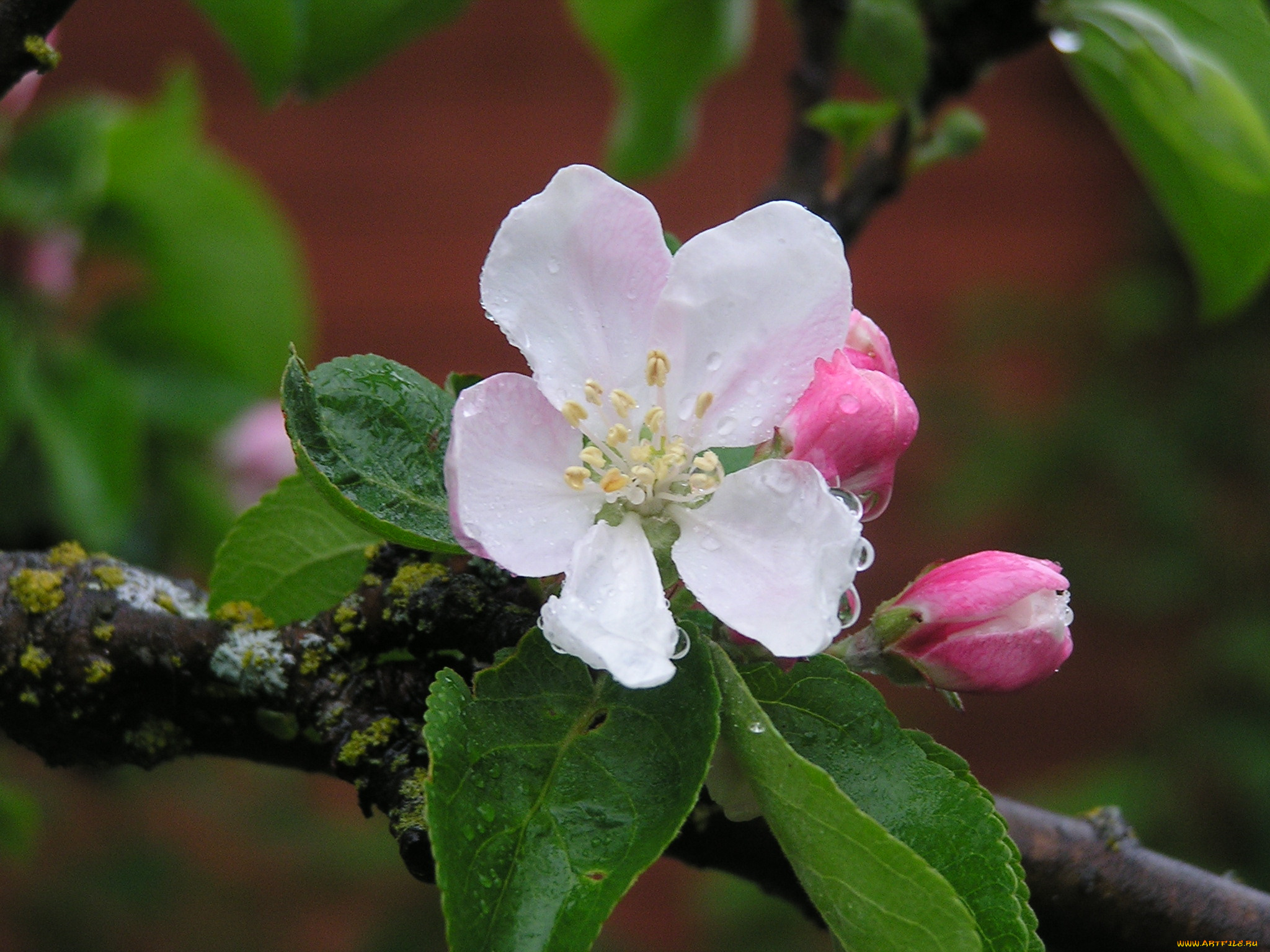 цветы, цветущие, деревья, кустарники