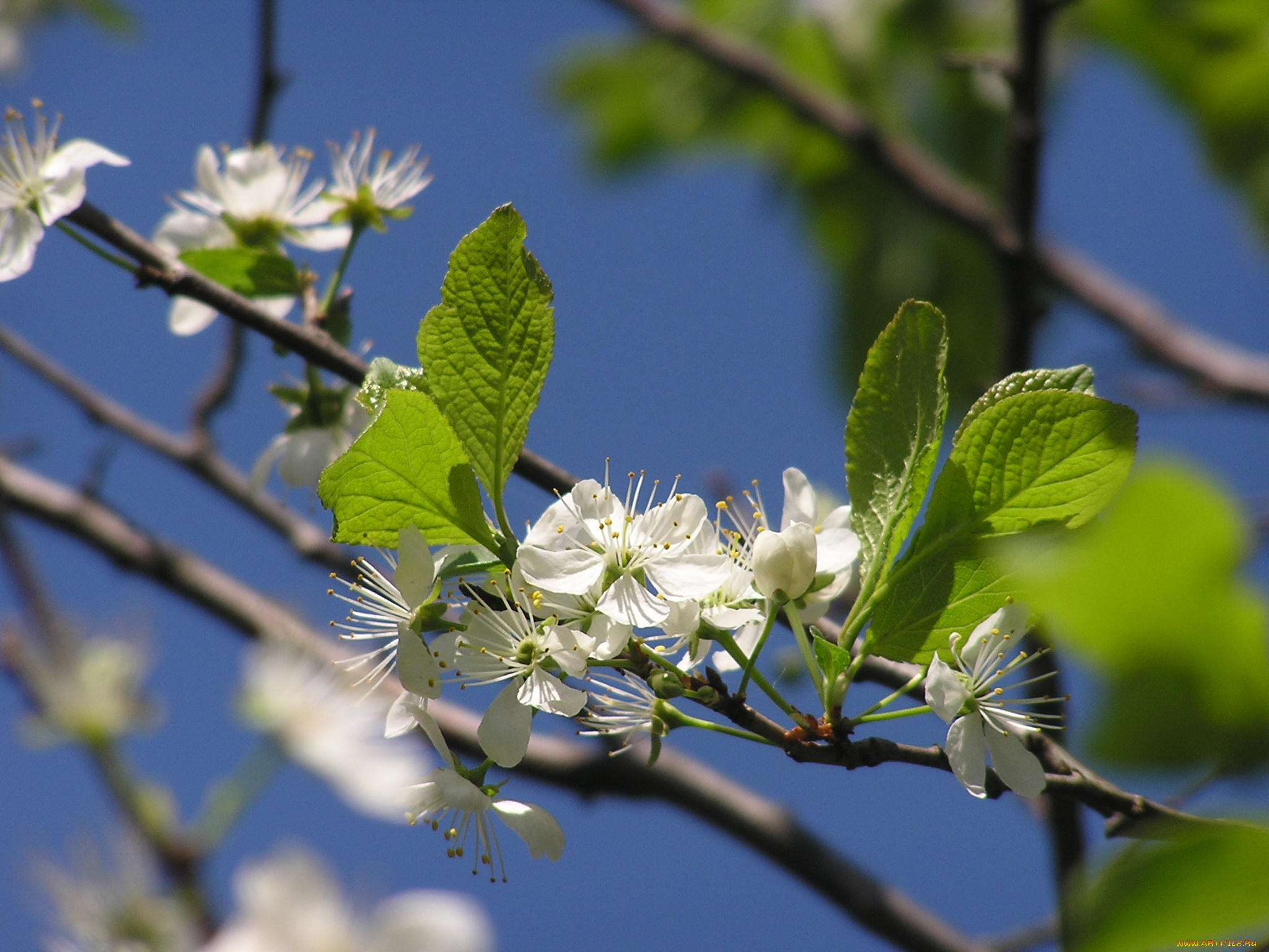 цветы, цветущие, деревья, кустарники