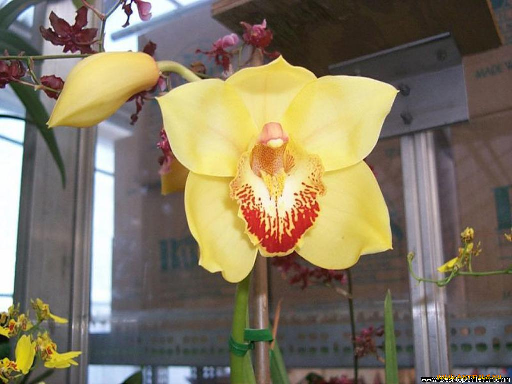 цветы, орхидеи