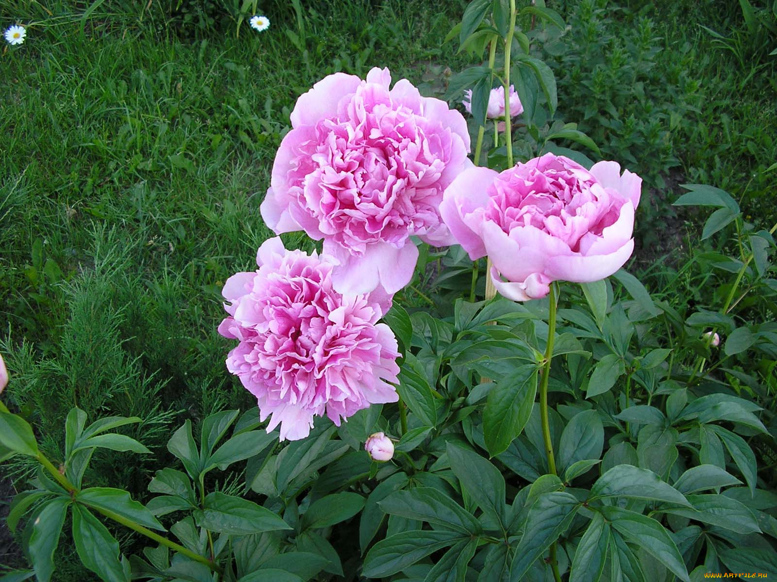 цветы, пионы