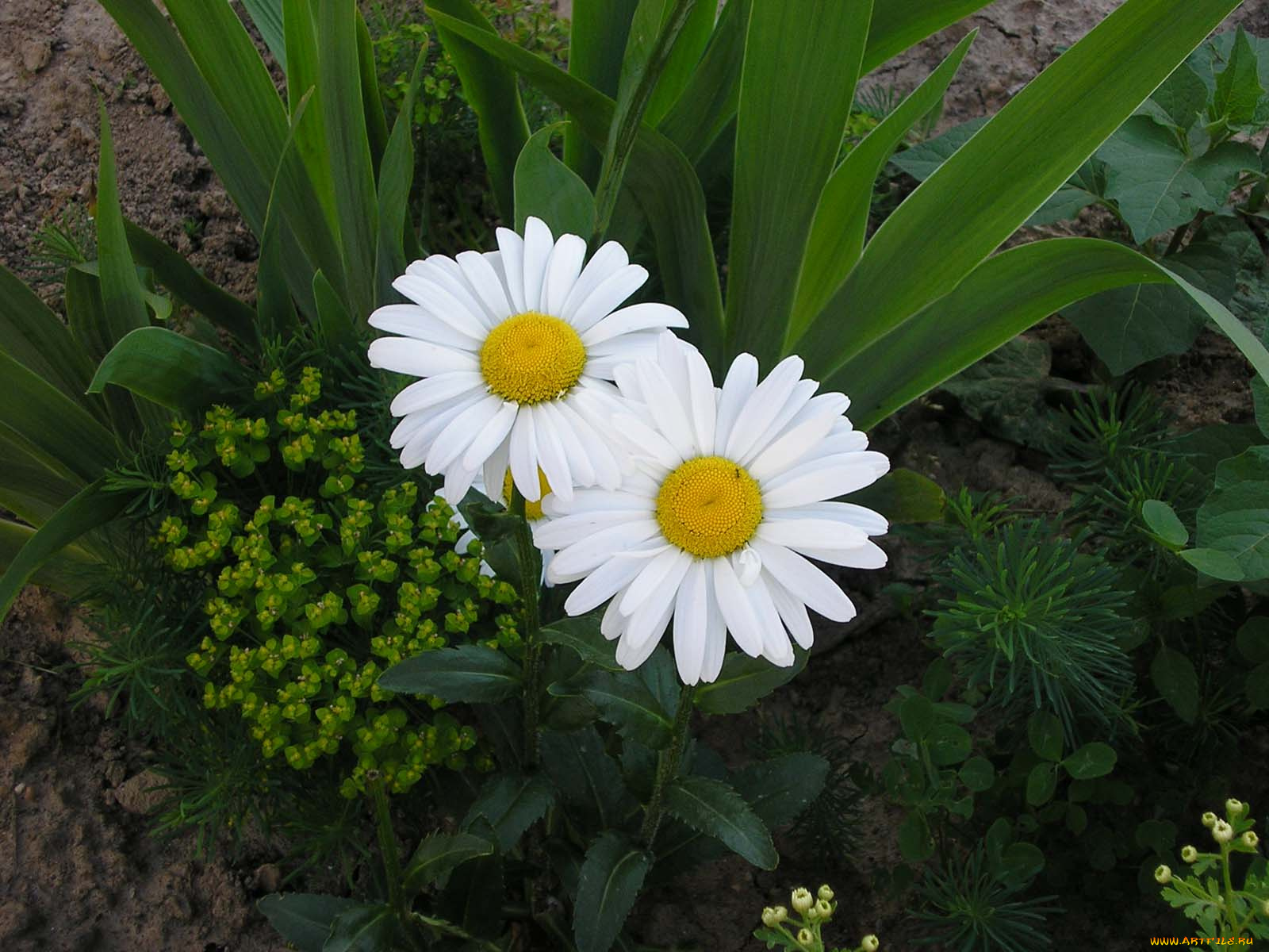 цветы, ромашки