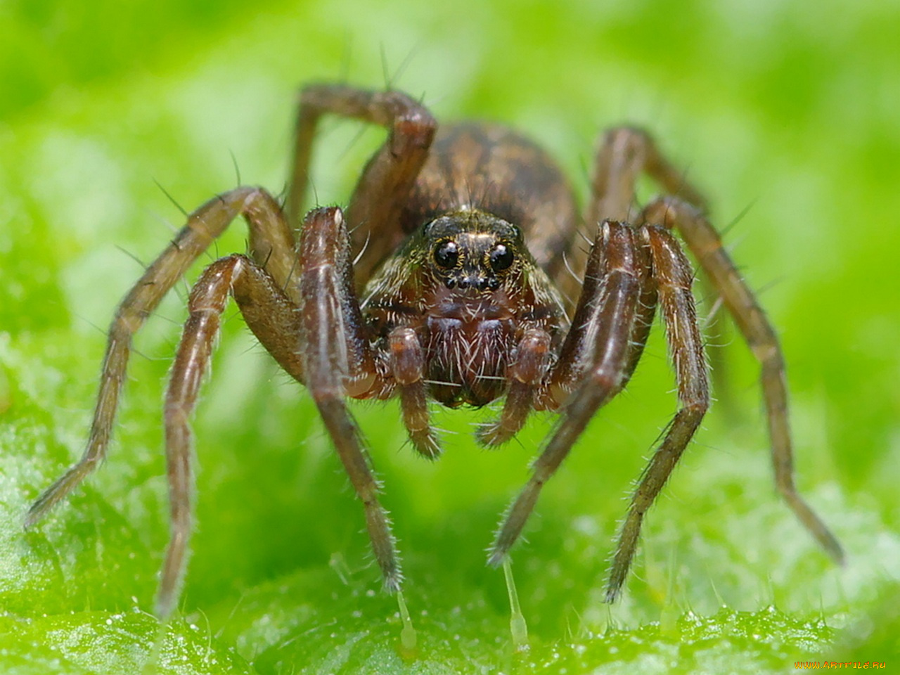 naturalist, гляделки, волком, животные, пауки