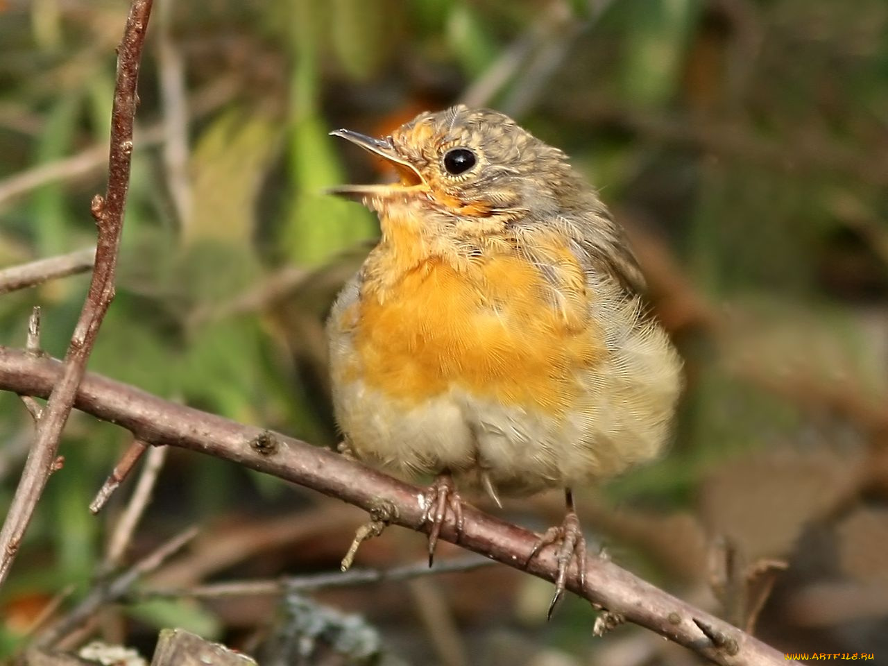 животные, зарянки, малиновки