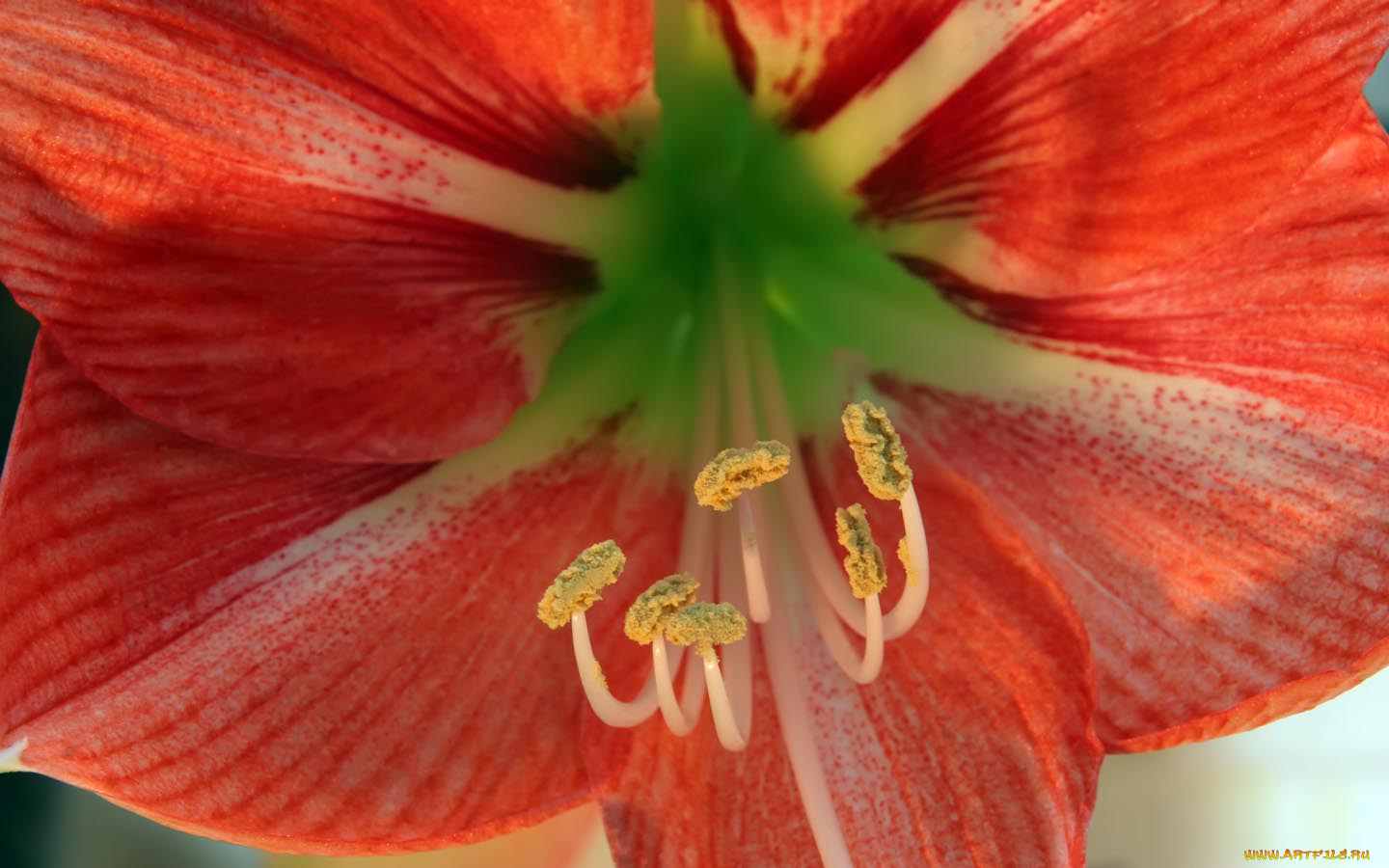 цветы, амариллисы, гиппеаструмы