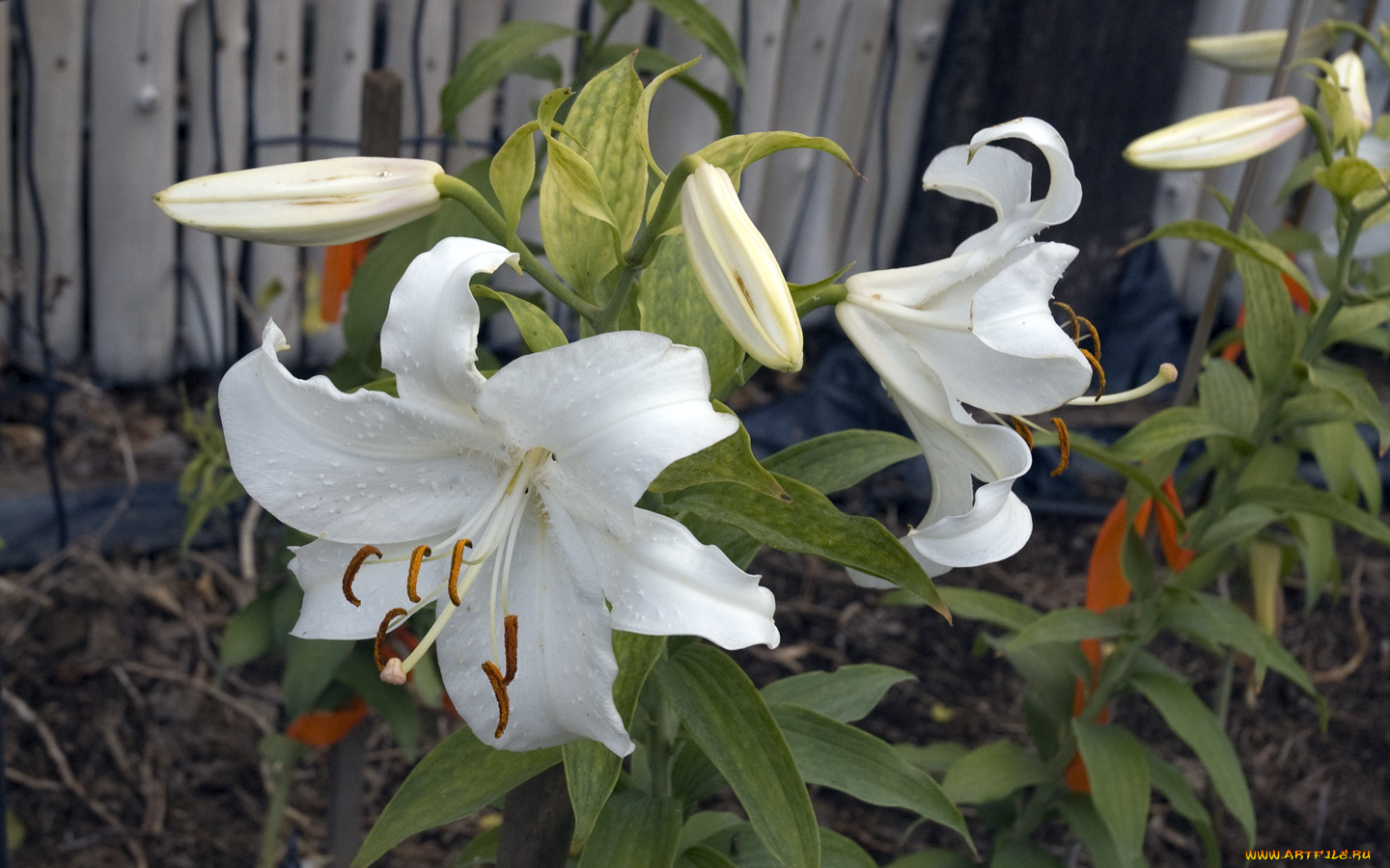 цветы, лилии, лилейники