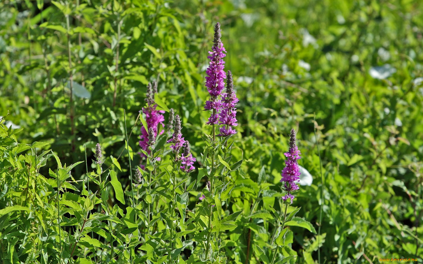 цветы, луговые, полевые