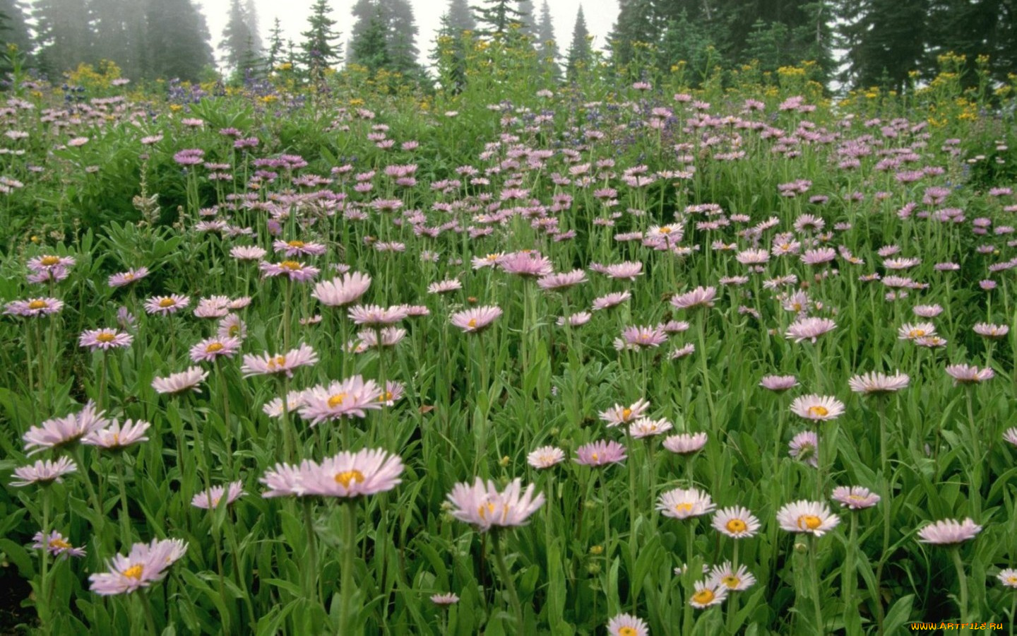 цветы, маргаритки