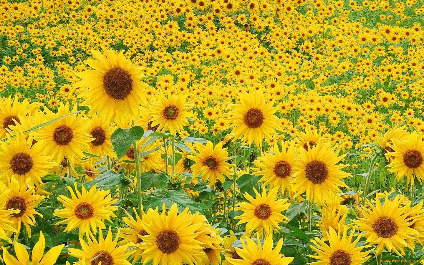 цветы, подсолнухи