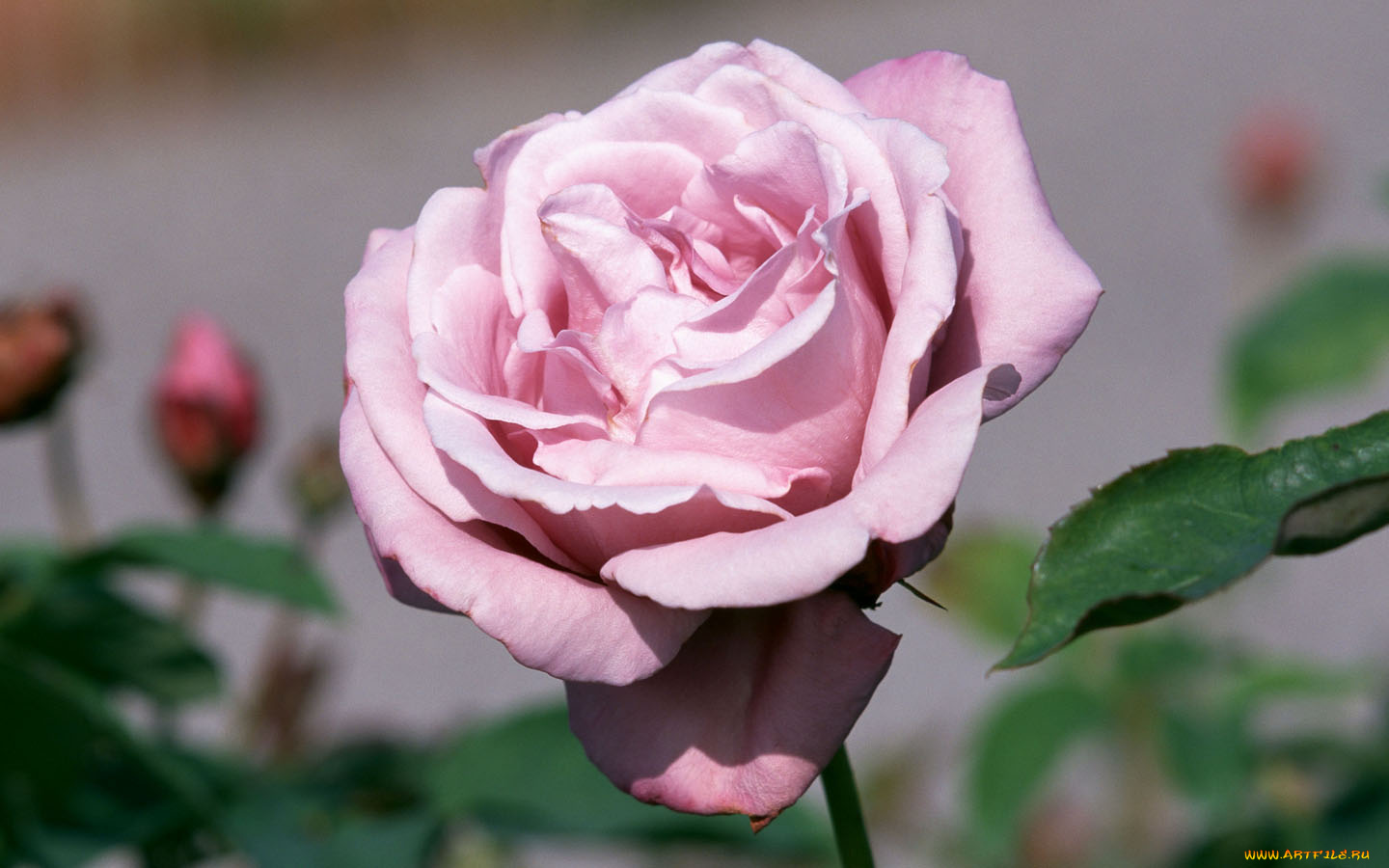 цветы, розы