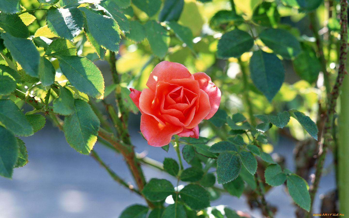 цветы, розы