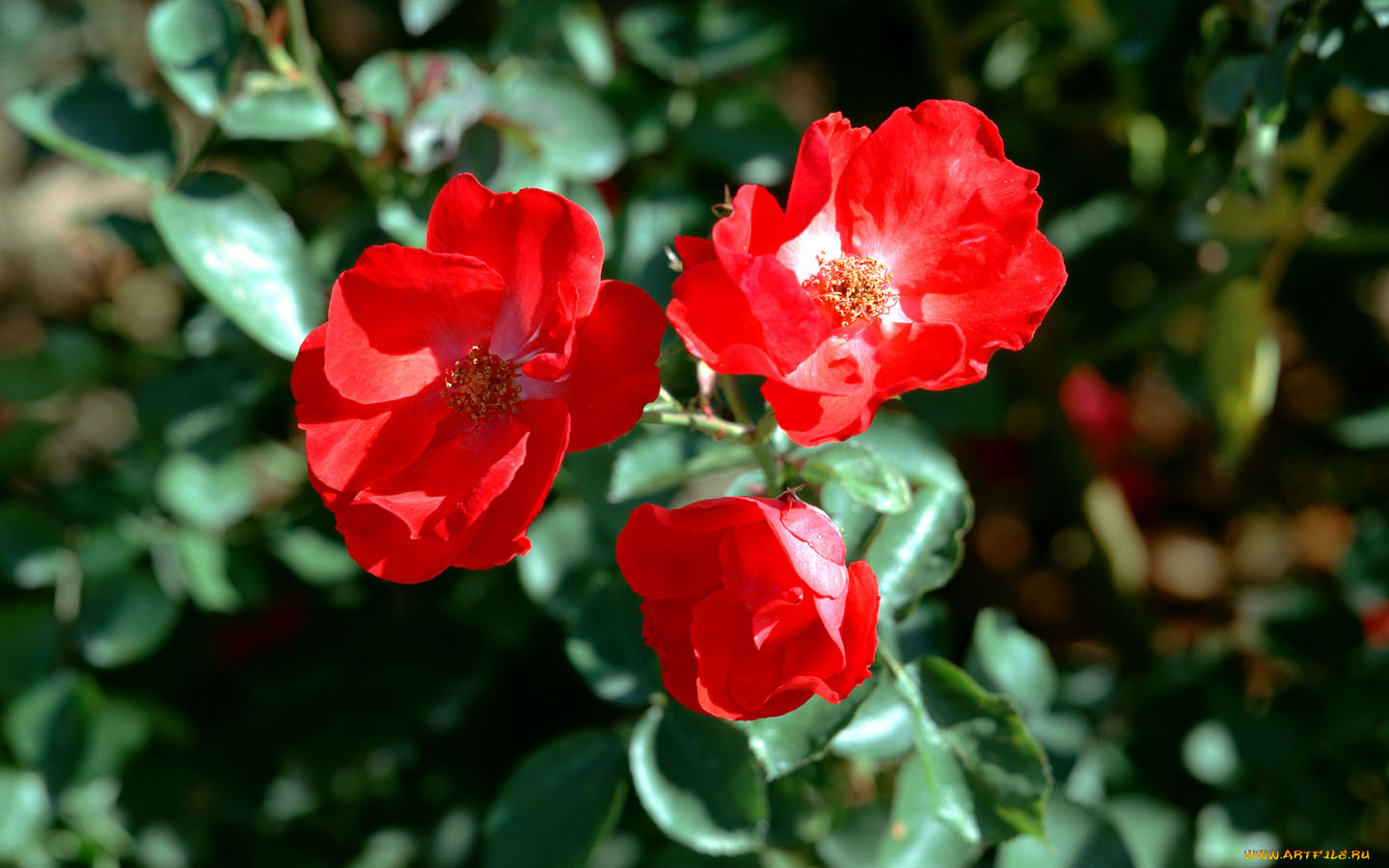 цветы, шиповник