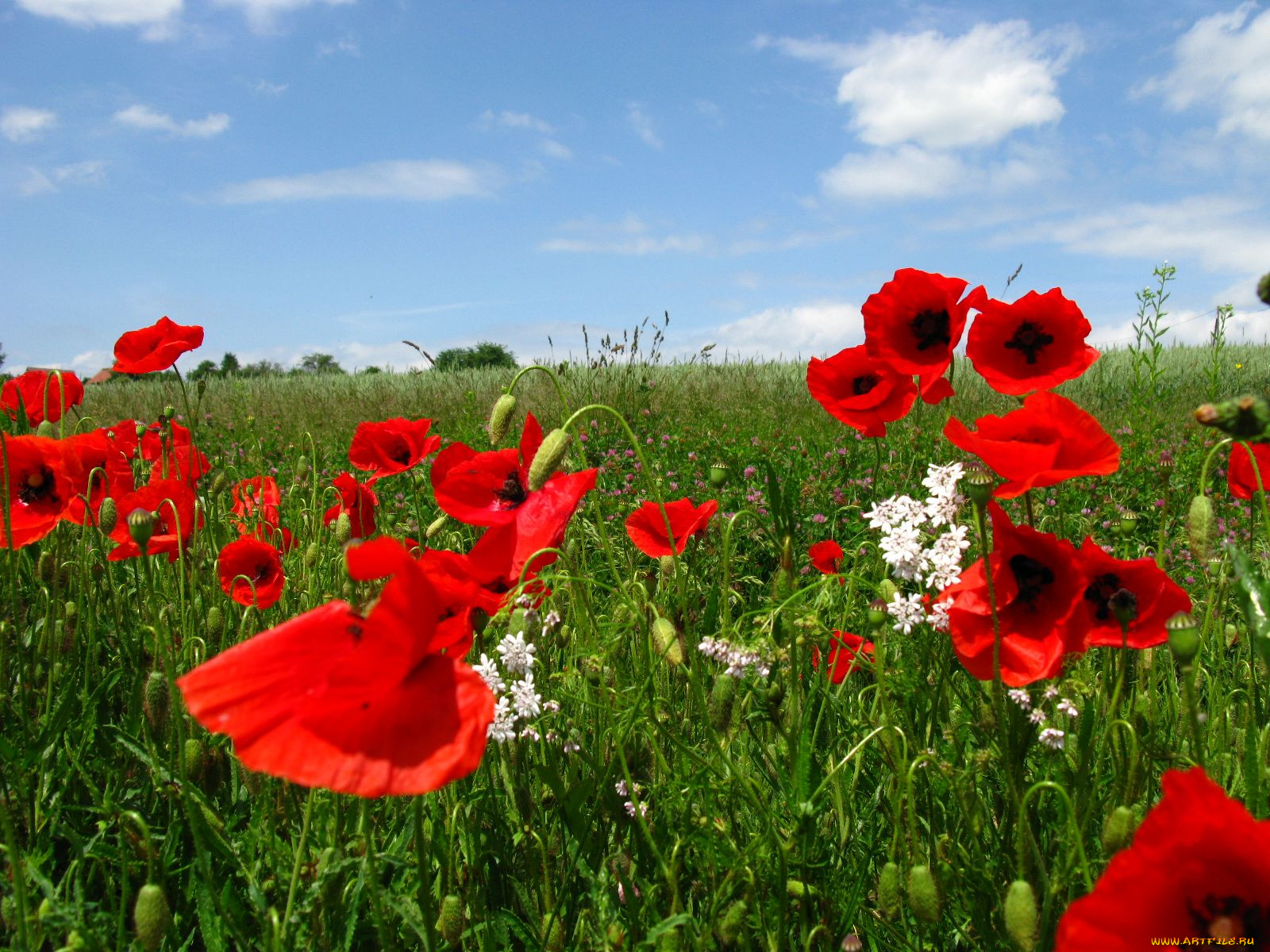 цветы, маки