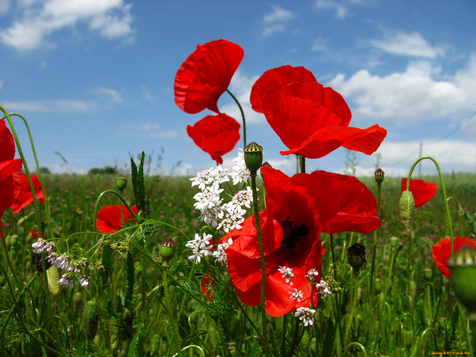 цветы, маки