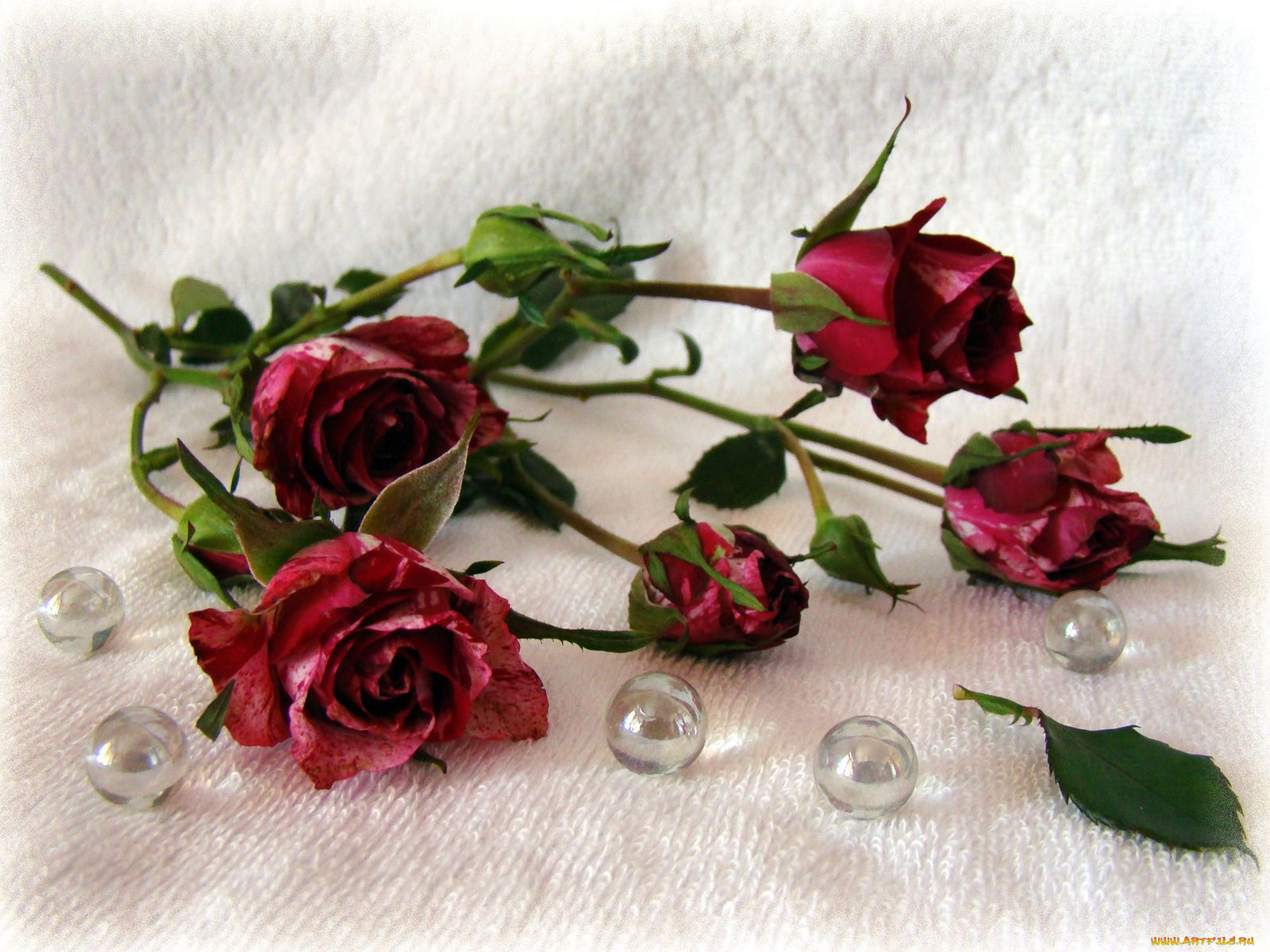 цветы, розы