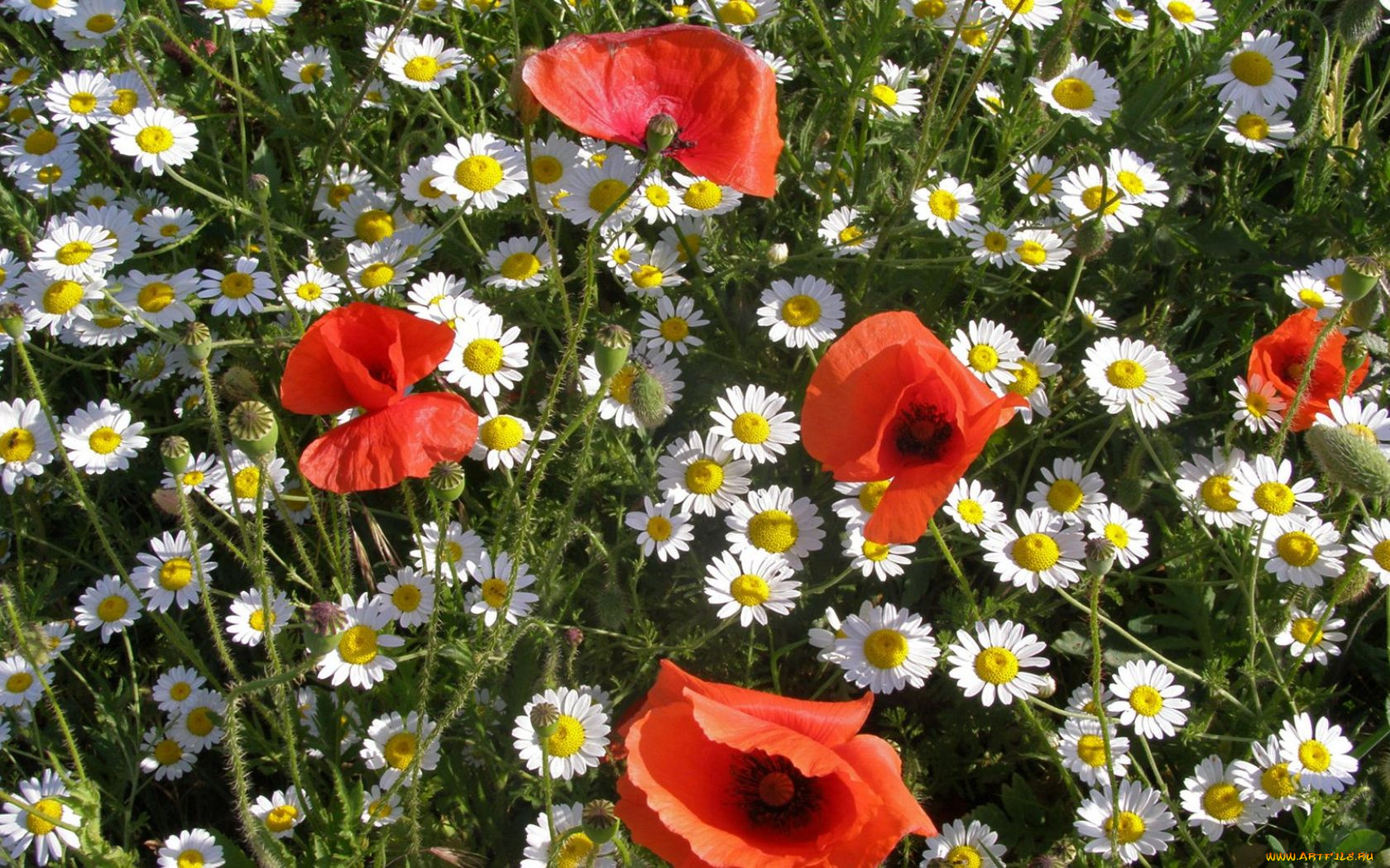 цветы, луговые, полевые