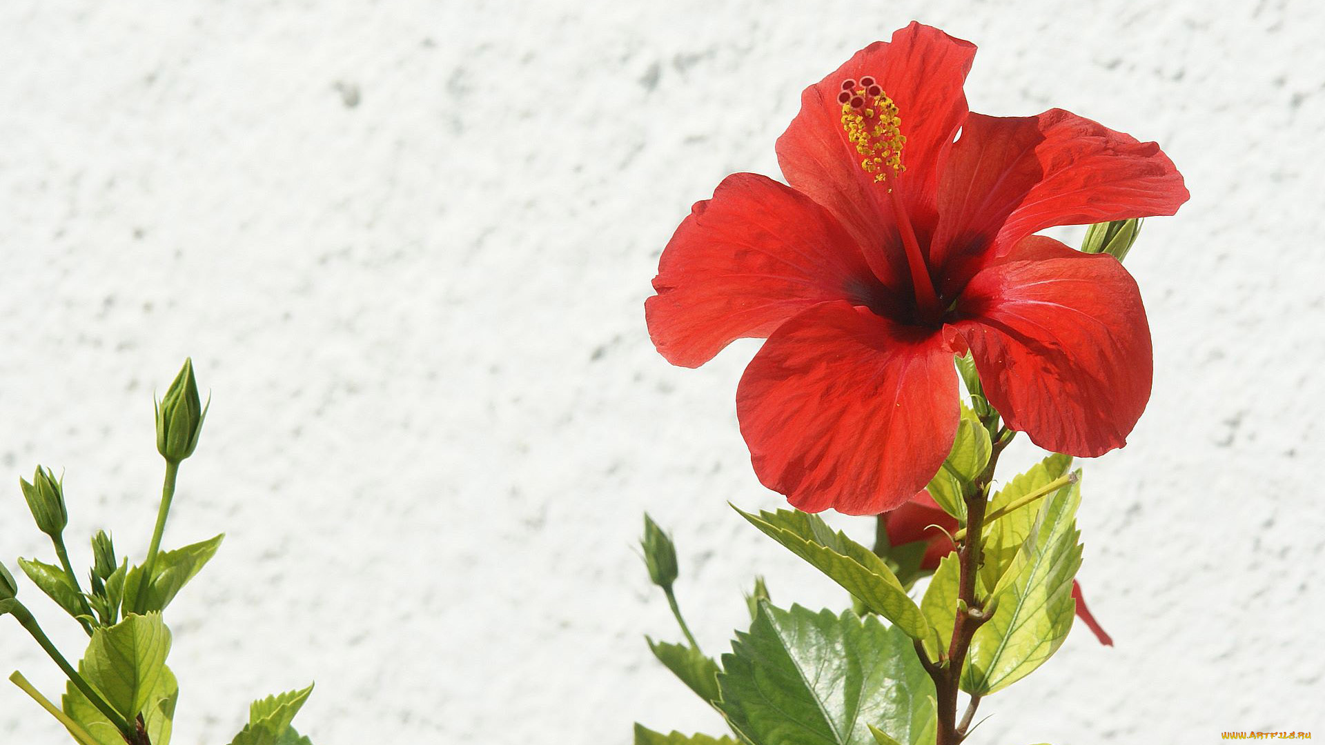 цветы, гибискусы