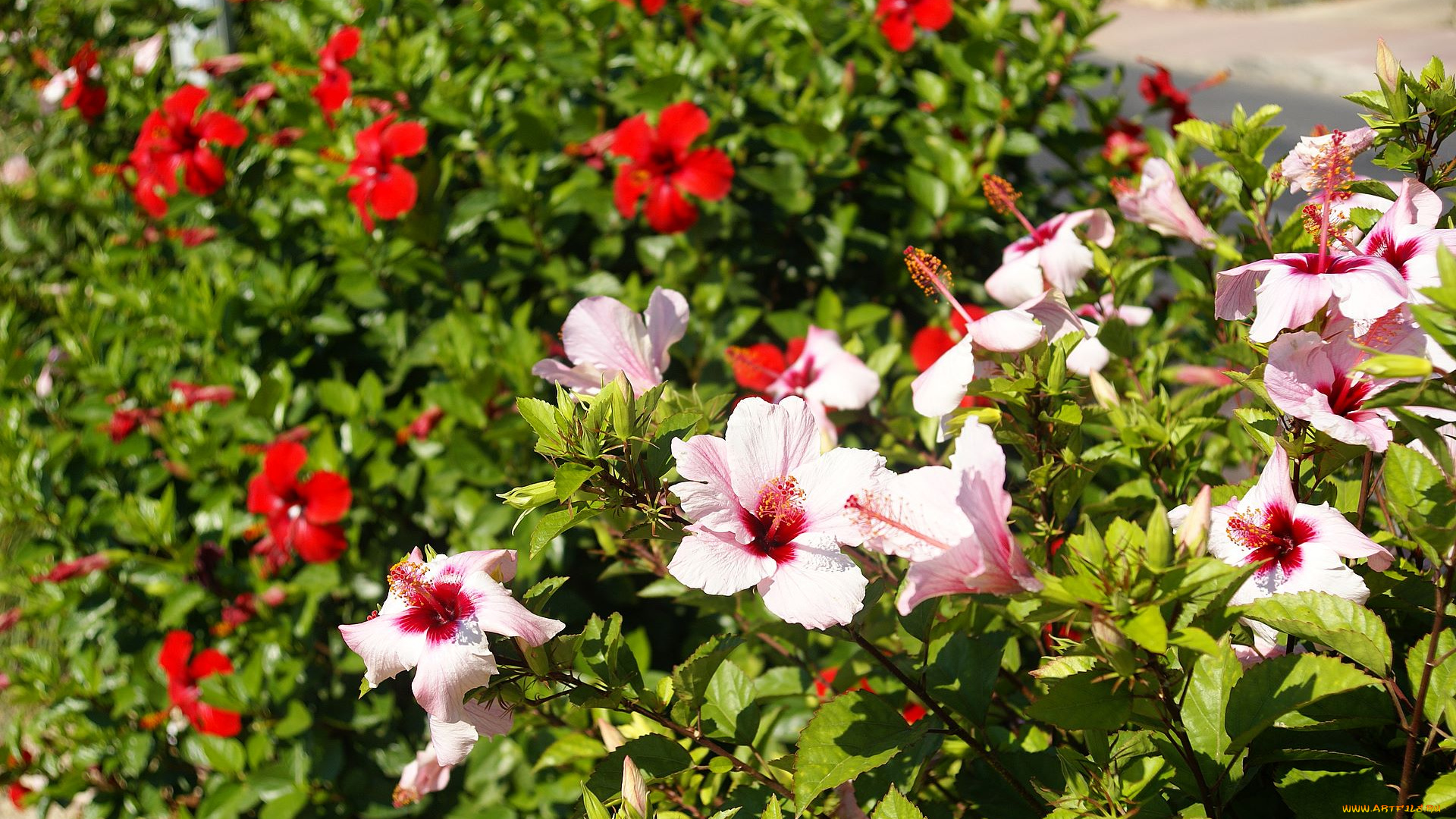 цветы, гибискусы