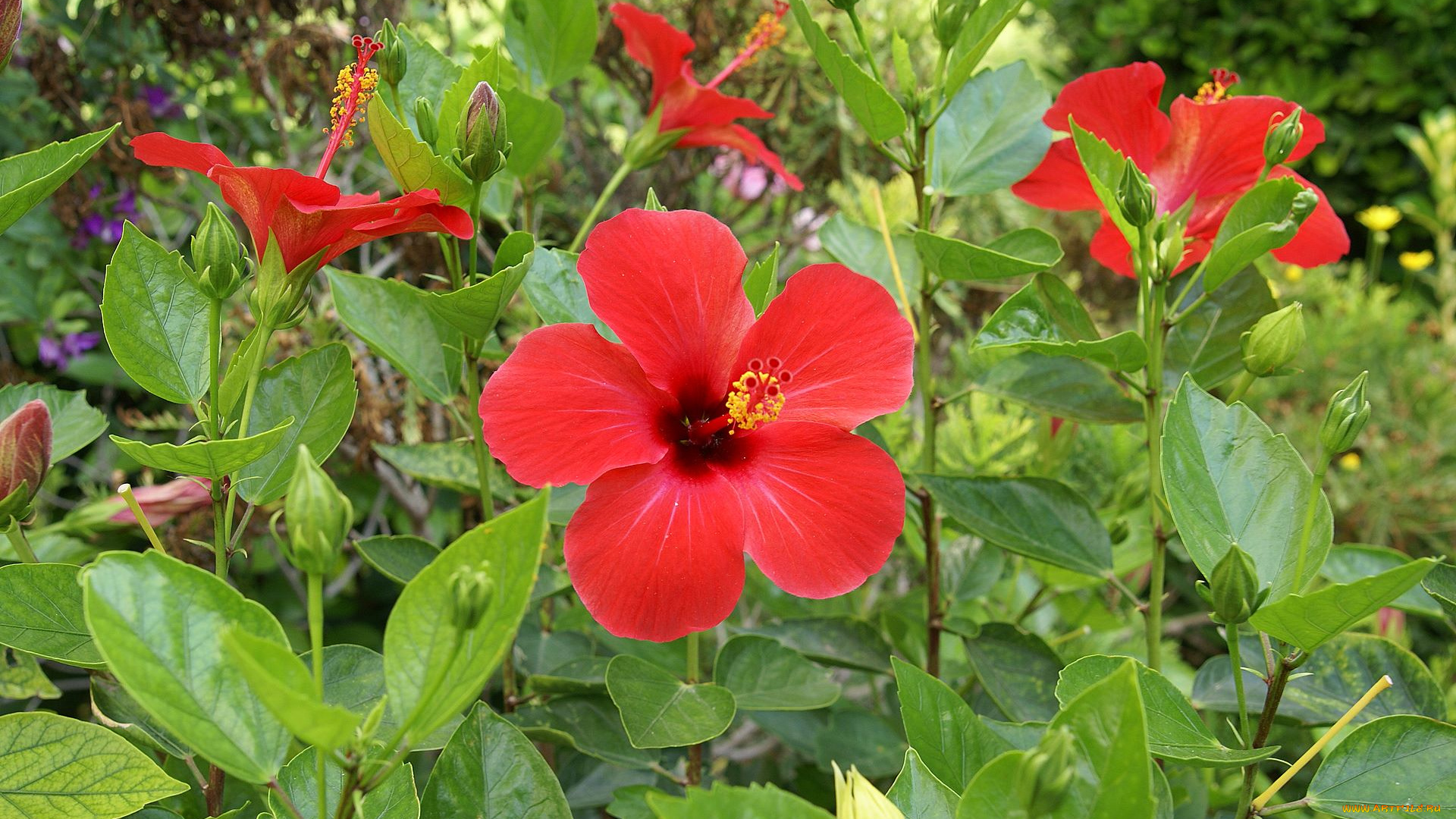 цветы, гибискусы