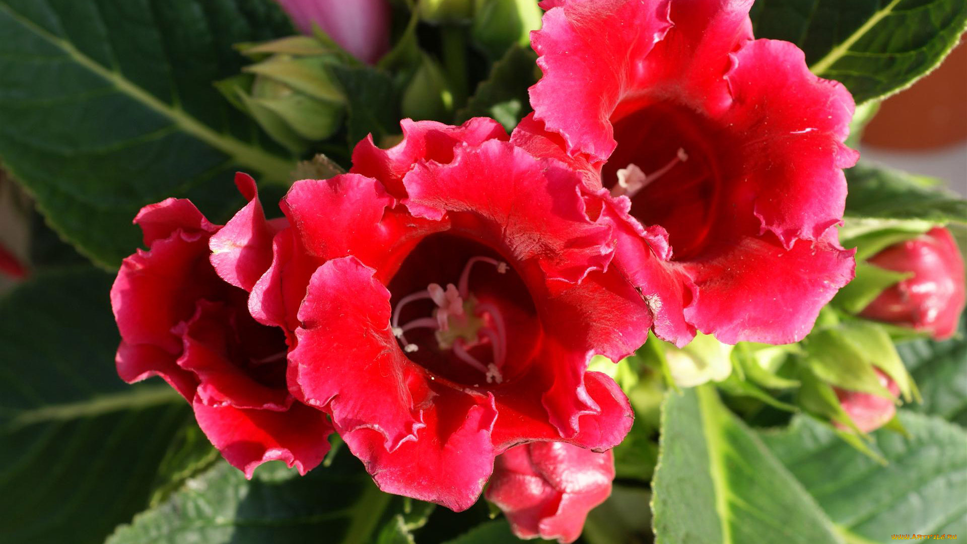 цветы, глоксиния, синнингия